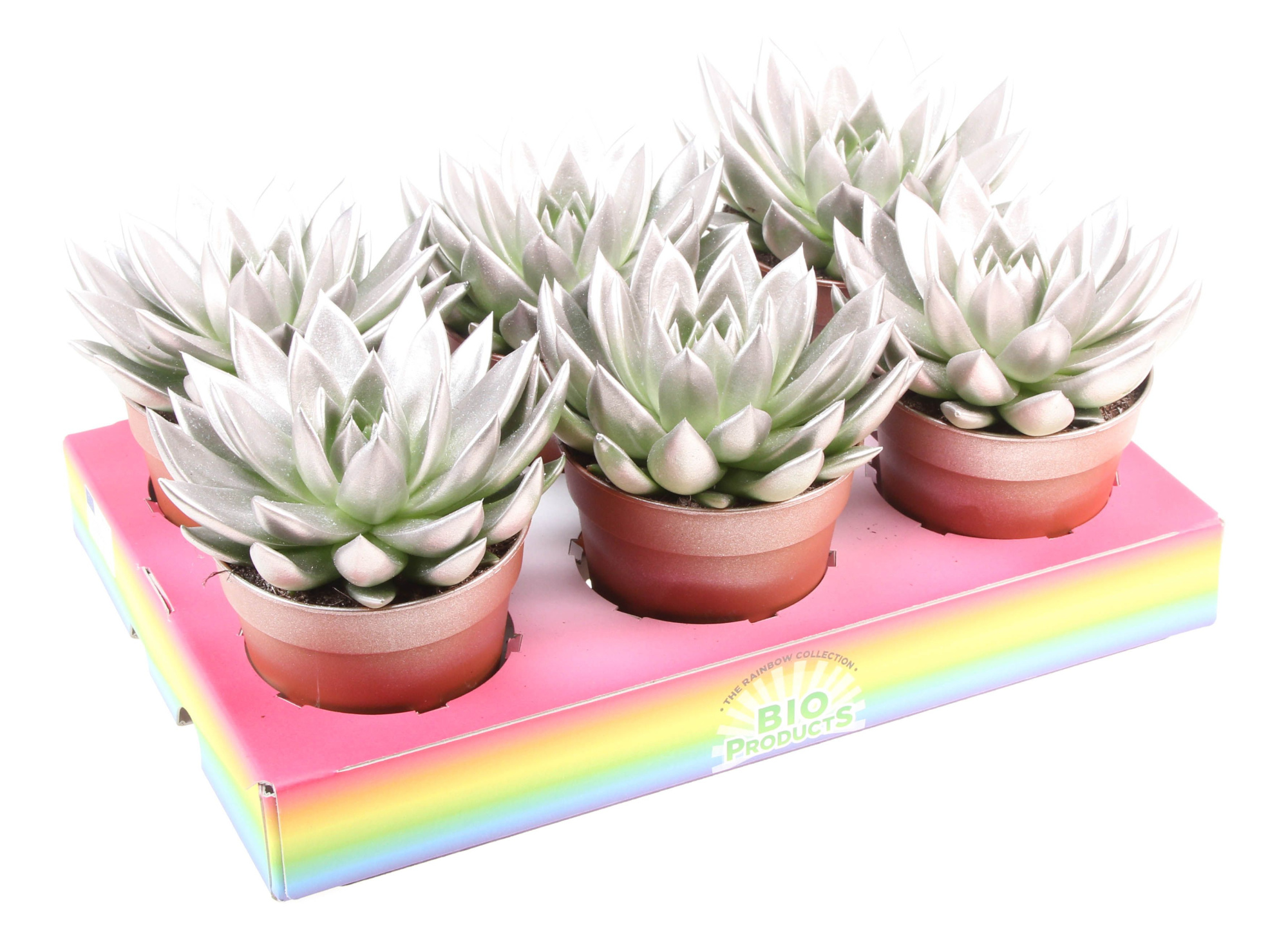 Bio miranda champagne glitter, D 12