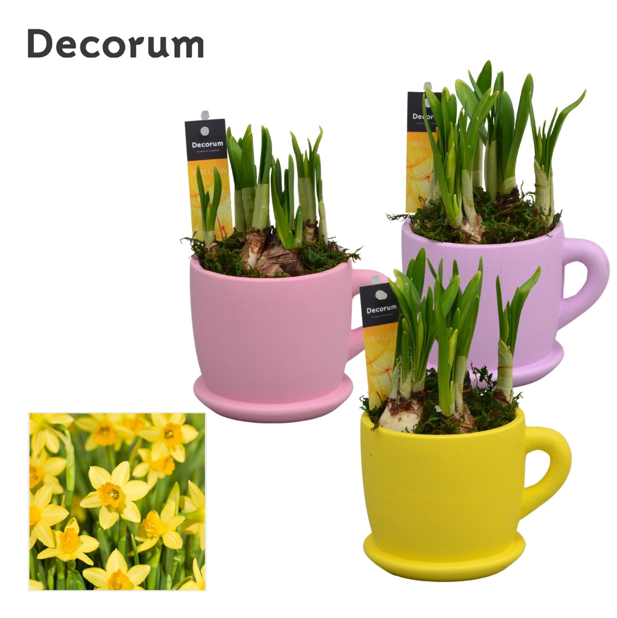 Narcis Fleurig Bakkie GM HL15287, D 10