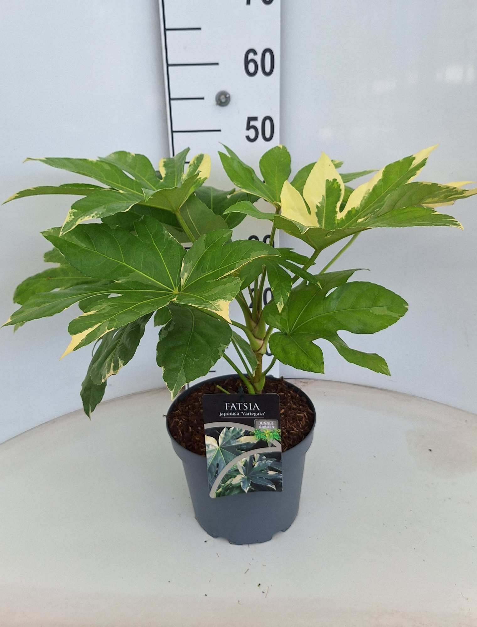 Fatsia japonica Variegata, D 21