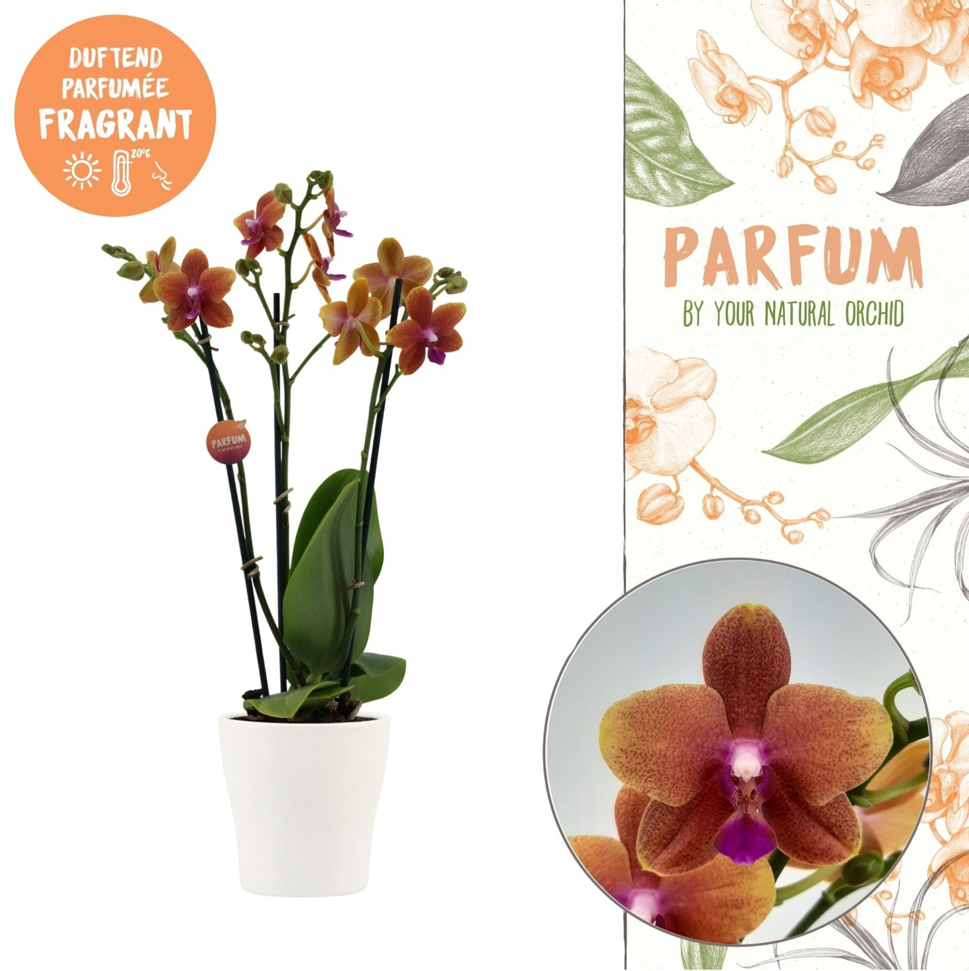 Parfum | Bolgheri in Anna wit pot | Phalaenopsis 3 spike, D 12