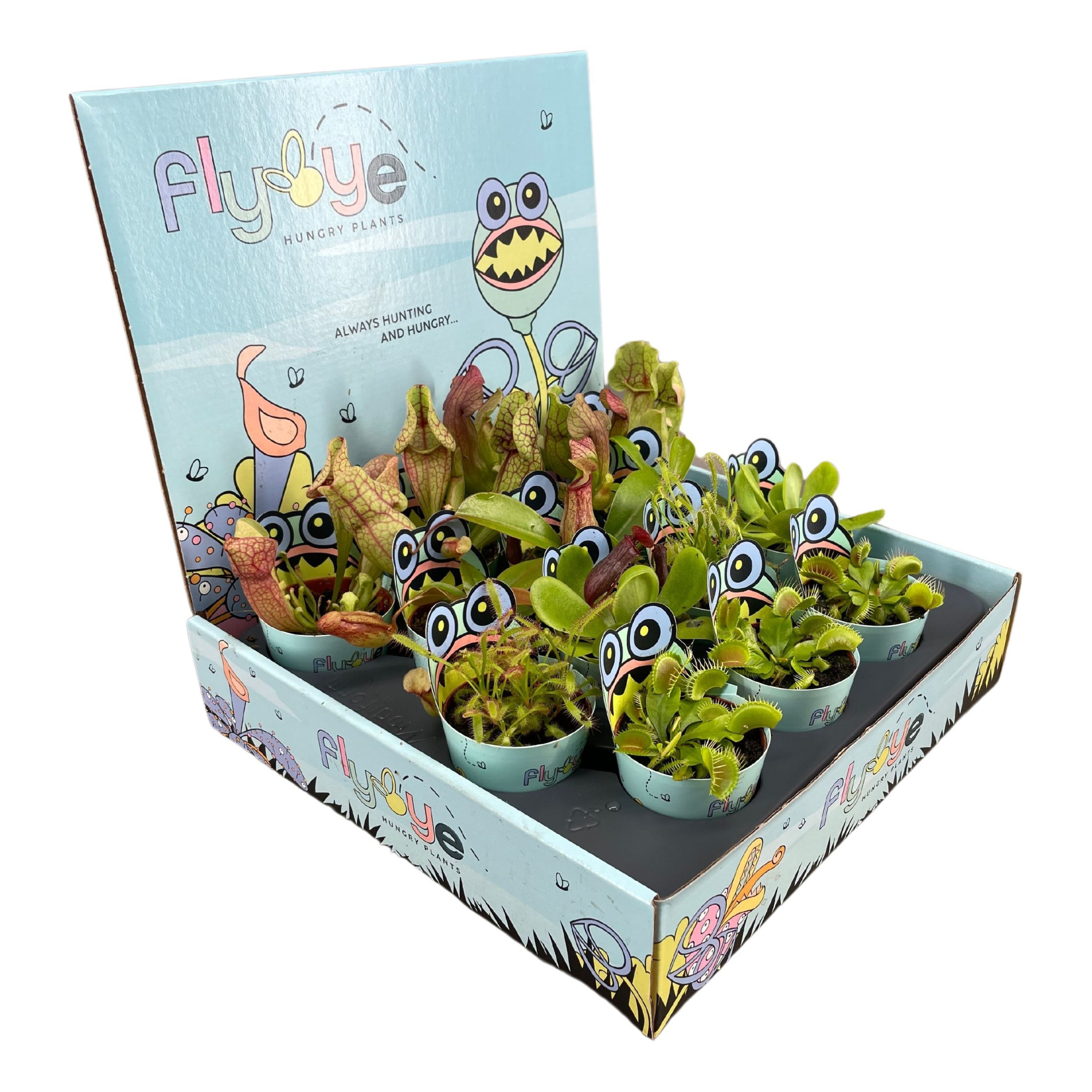Vleesetende planten mix 5,5 cm in Flybye display, D 5,5