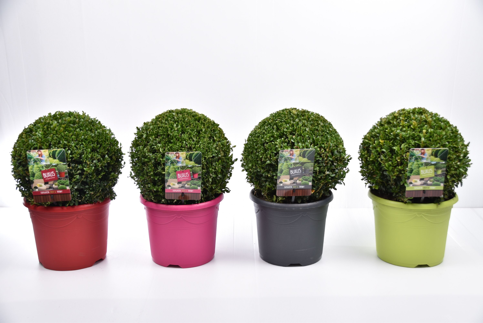 Buxus sempervirens  color pot Ø 30-35 cm, D 26