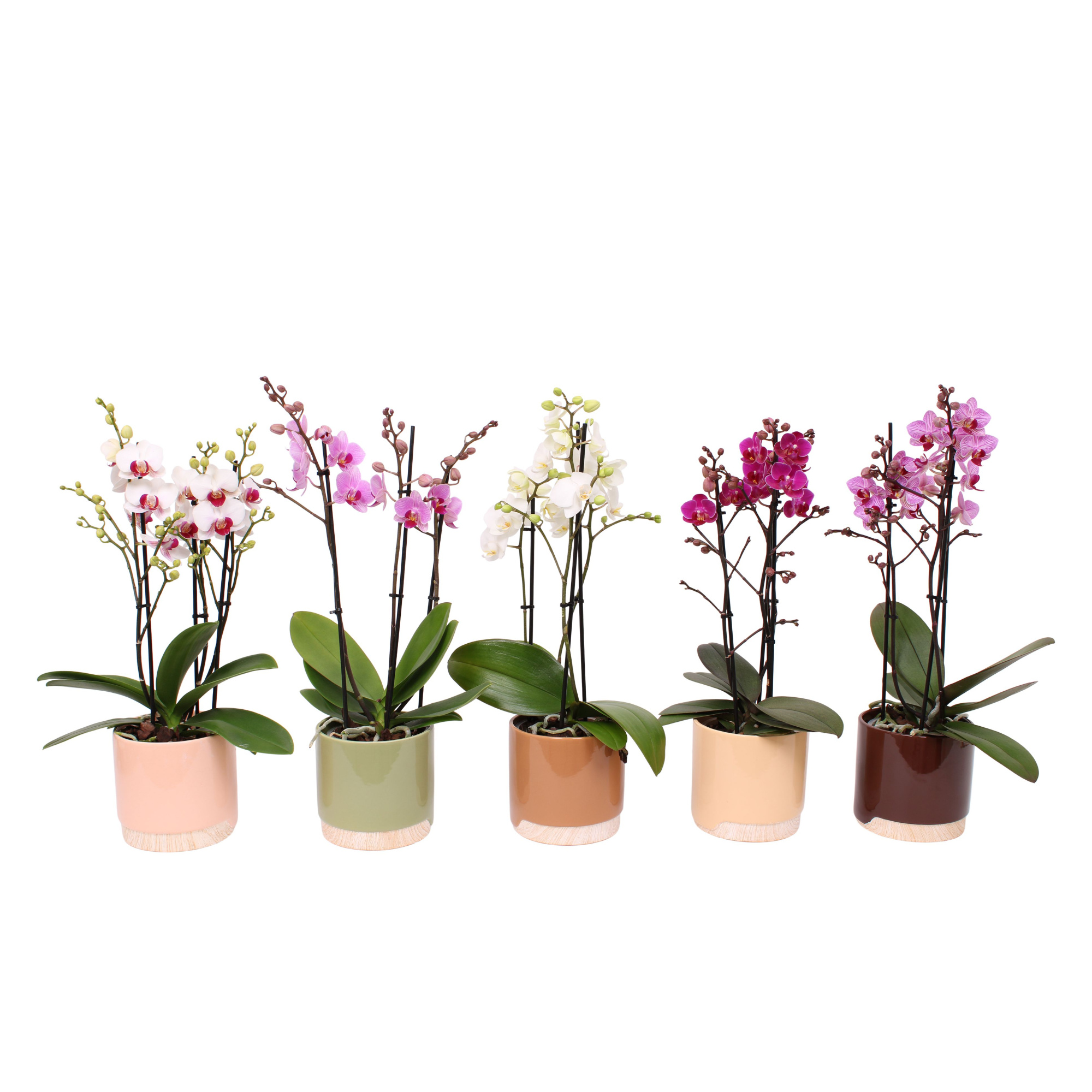 Phal. Multiflora 3-tak mix in keramiek BGC981 Wood Chopper, D 12