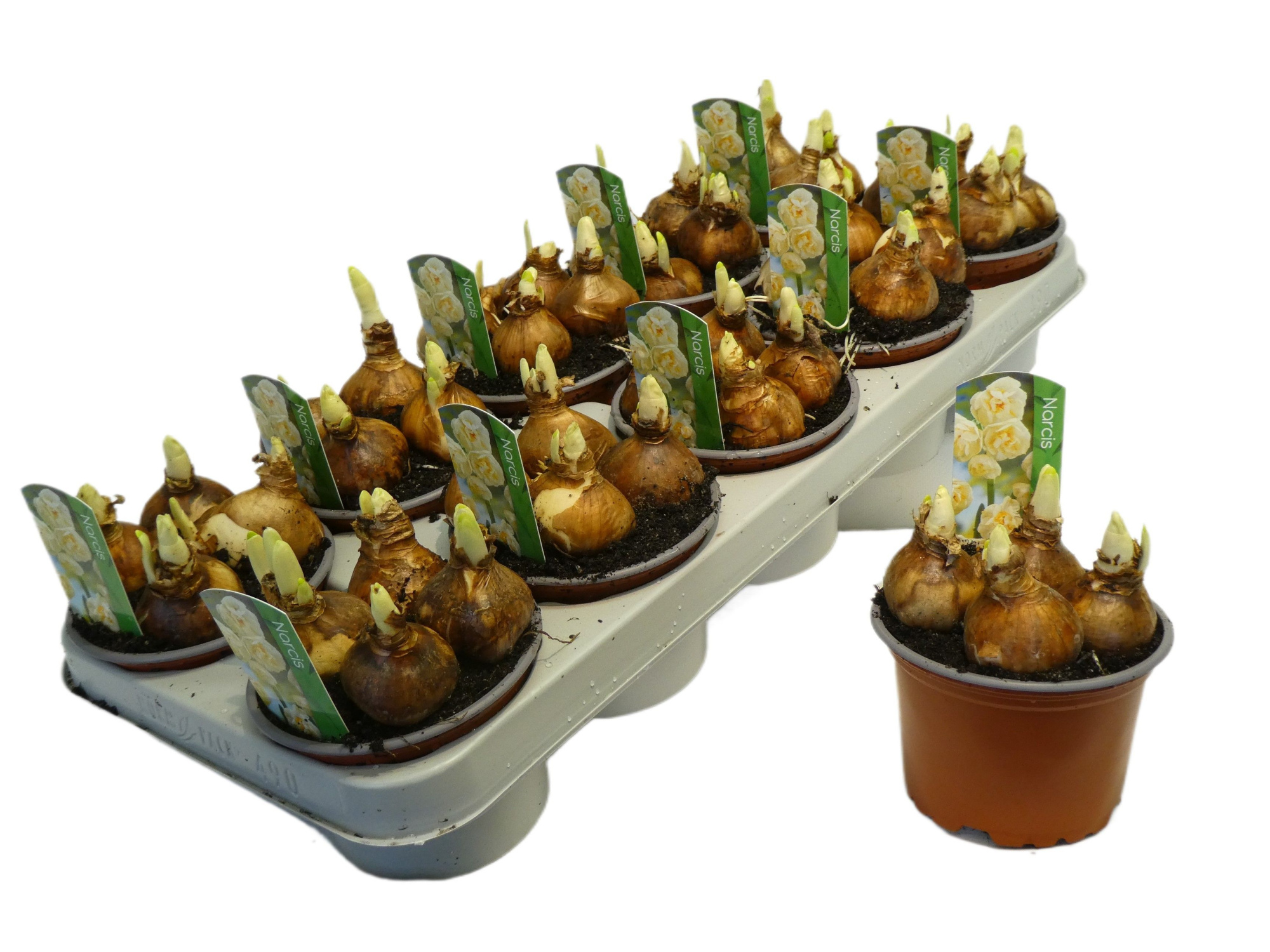 Narcissus Dubbele Grp 'Bridal Crown', D 12