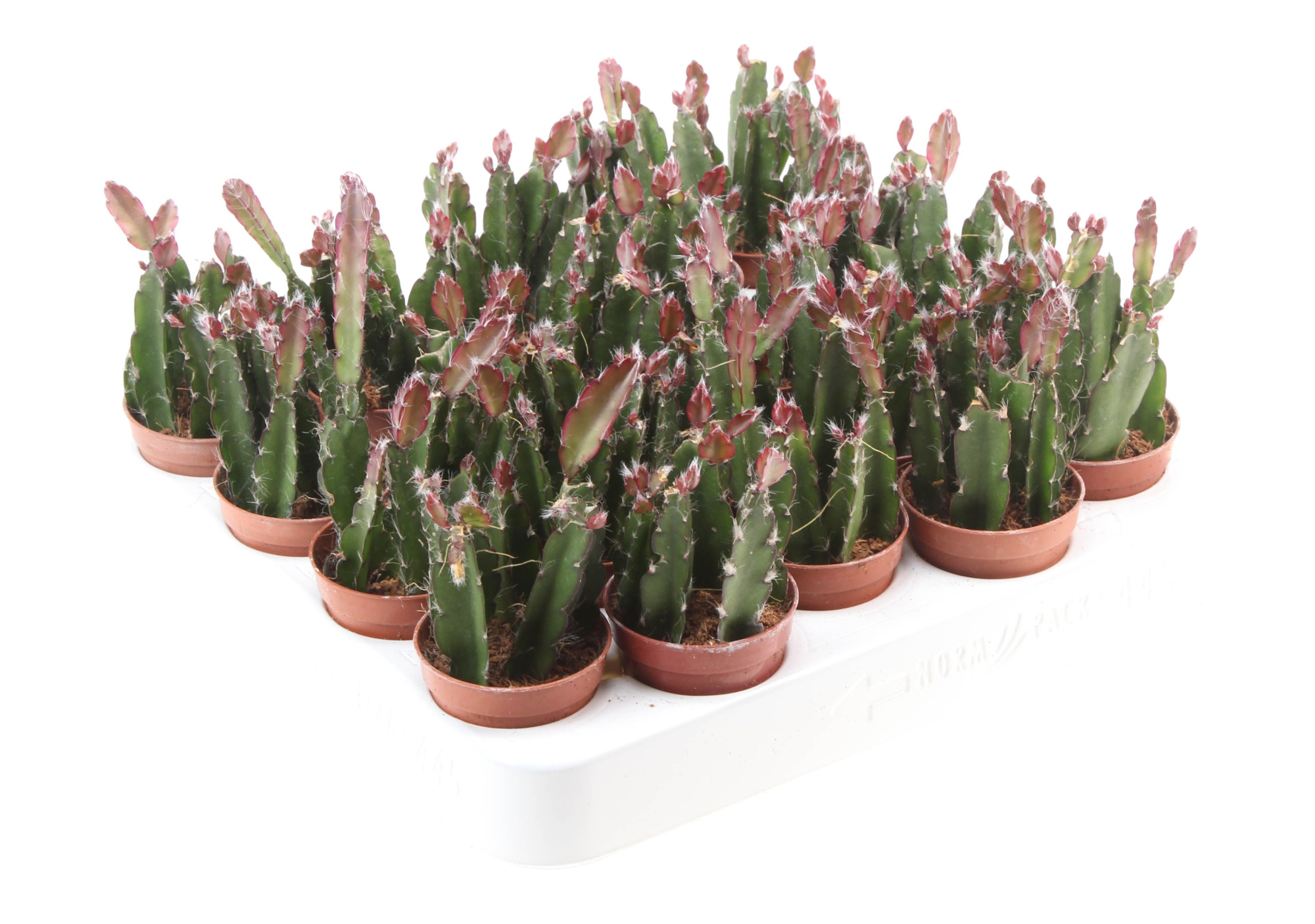 Lepismium Cruciforme Red Tip, D 5,5