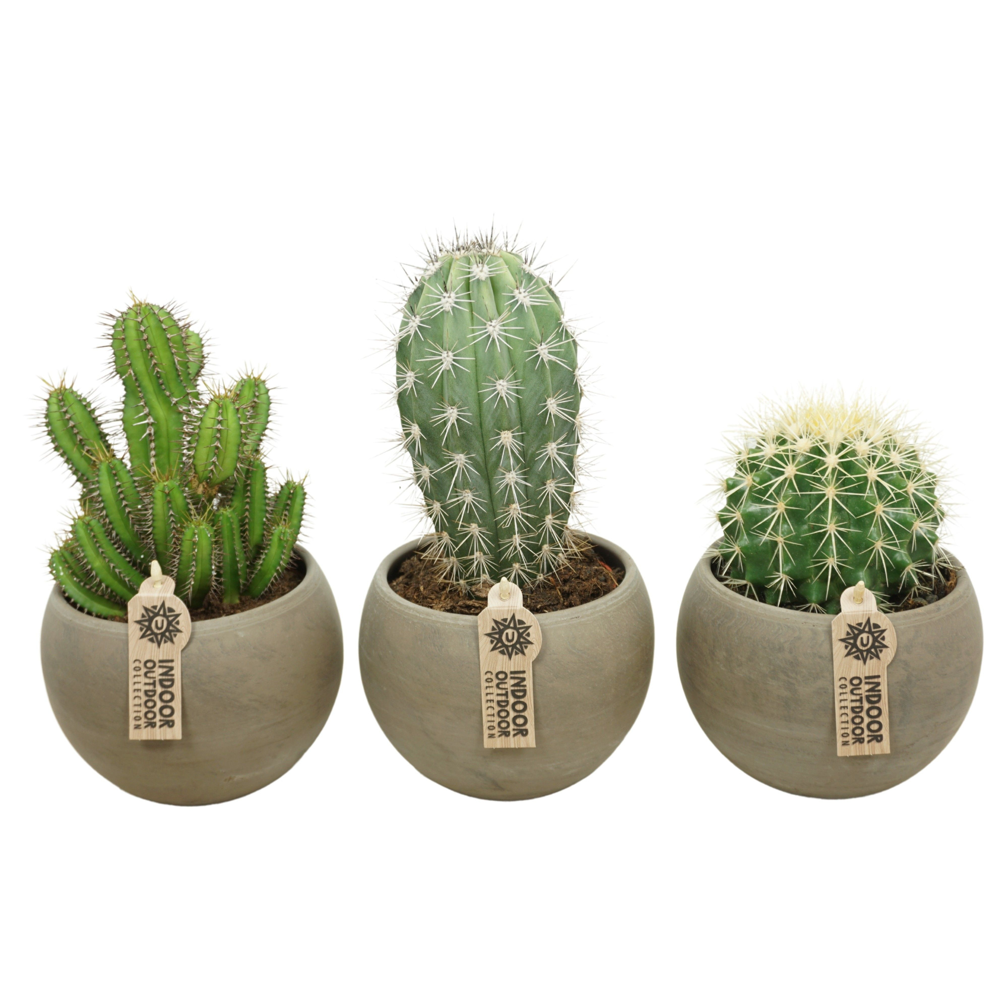 Cactus mix in 17 cm 'Bol Pot', D 13