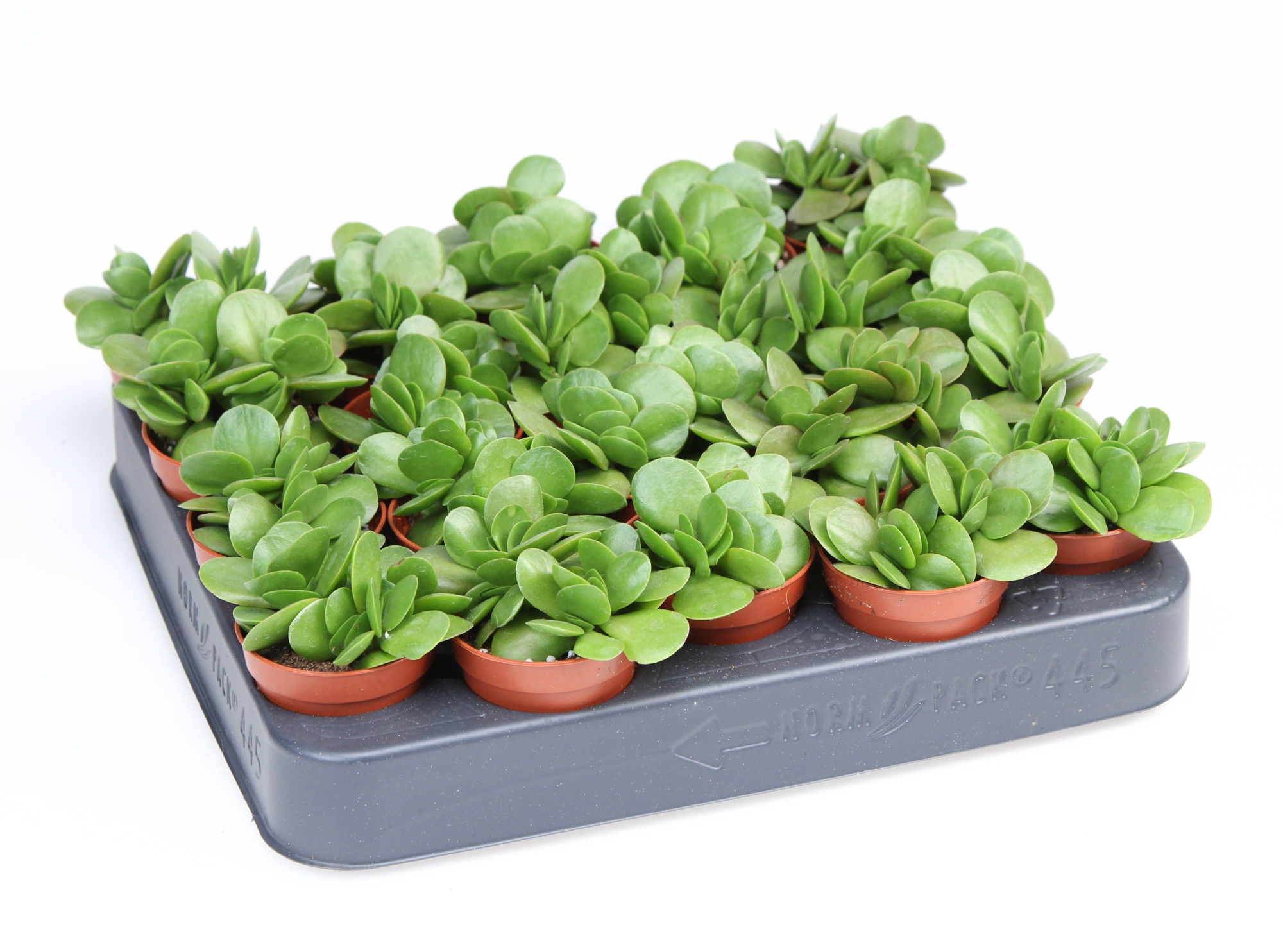 Crassula Swaziensis, D 5,5