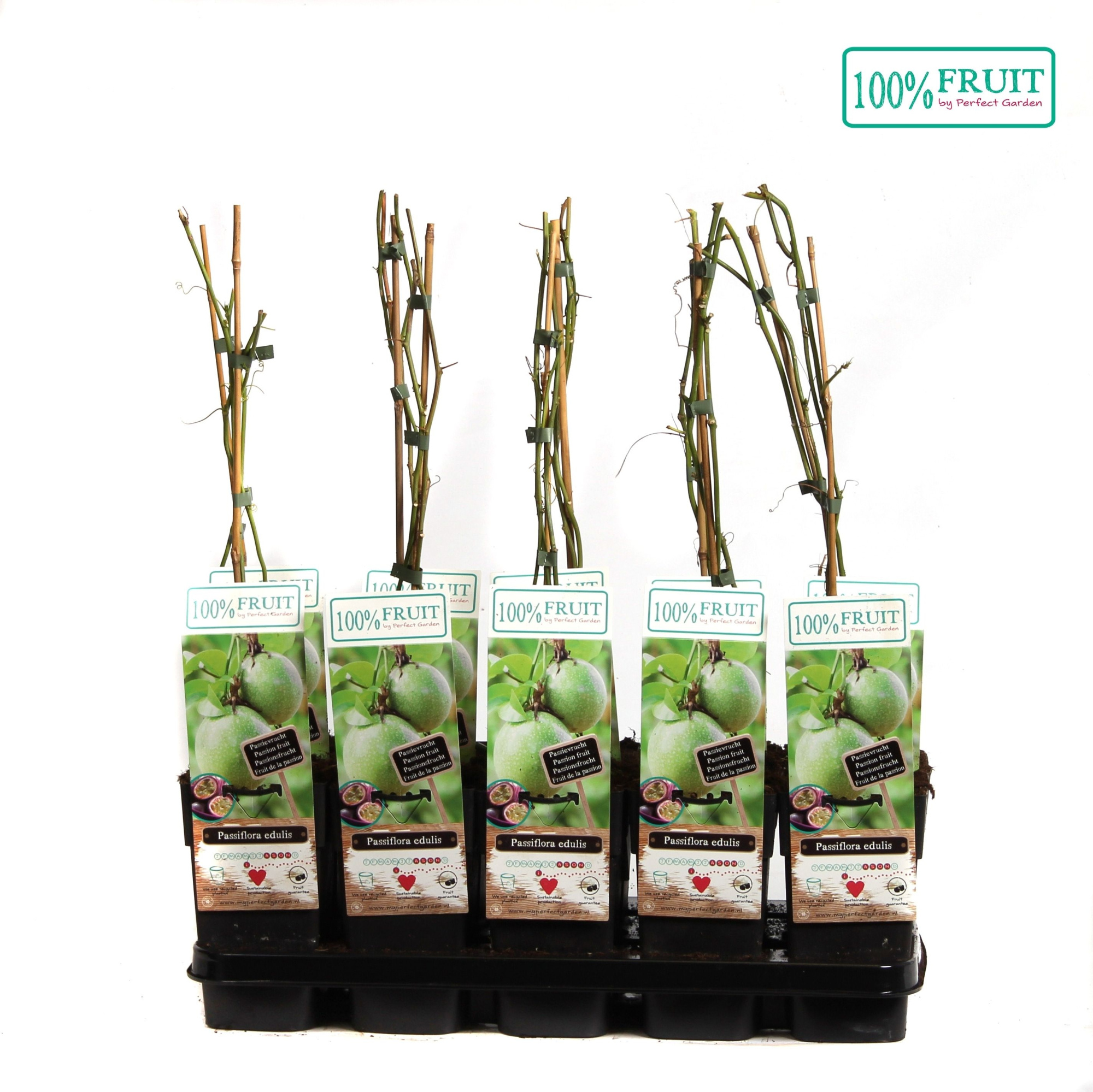 Passiflora Edulis P15, D 15