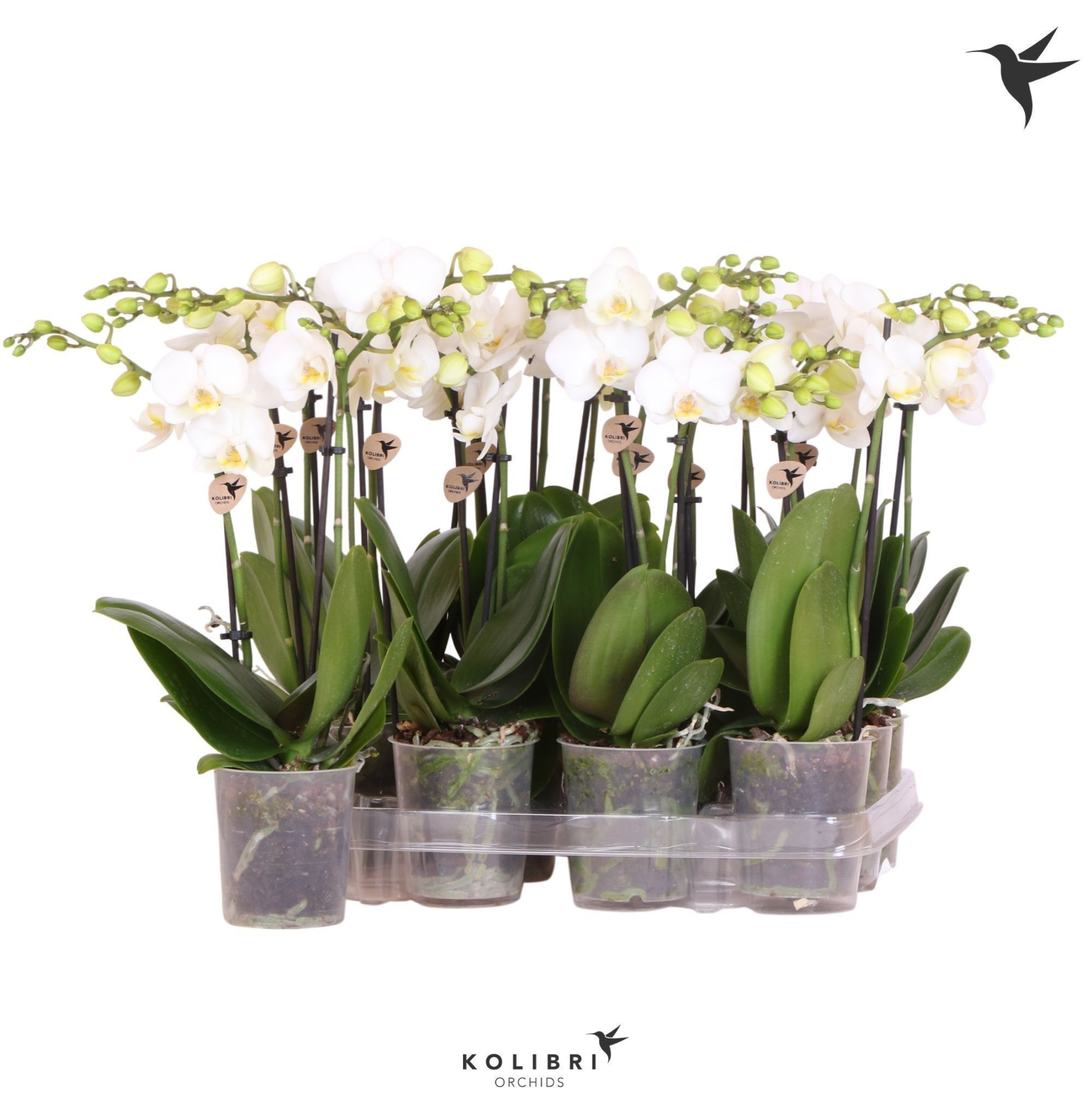 Kolibri Orchids Phalaenopsis White 2 spike no etiket, D 9