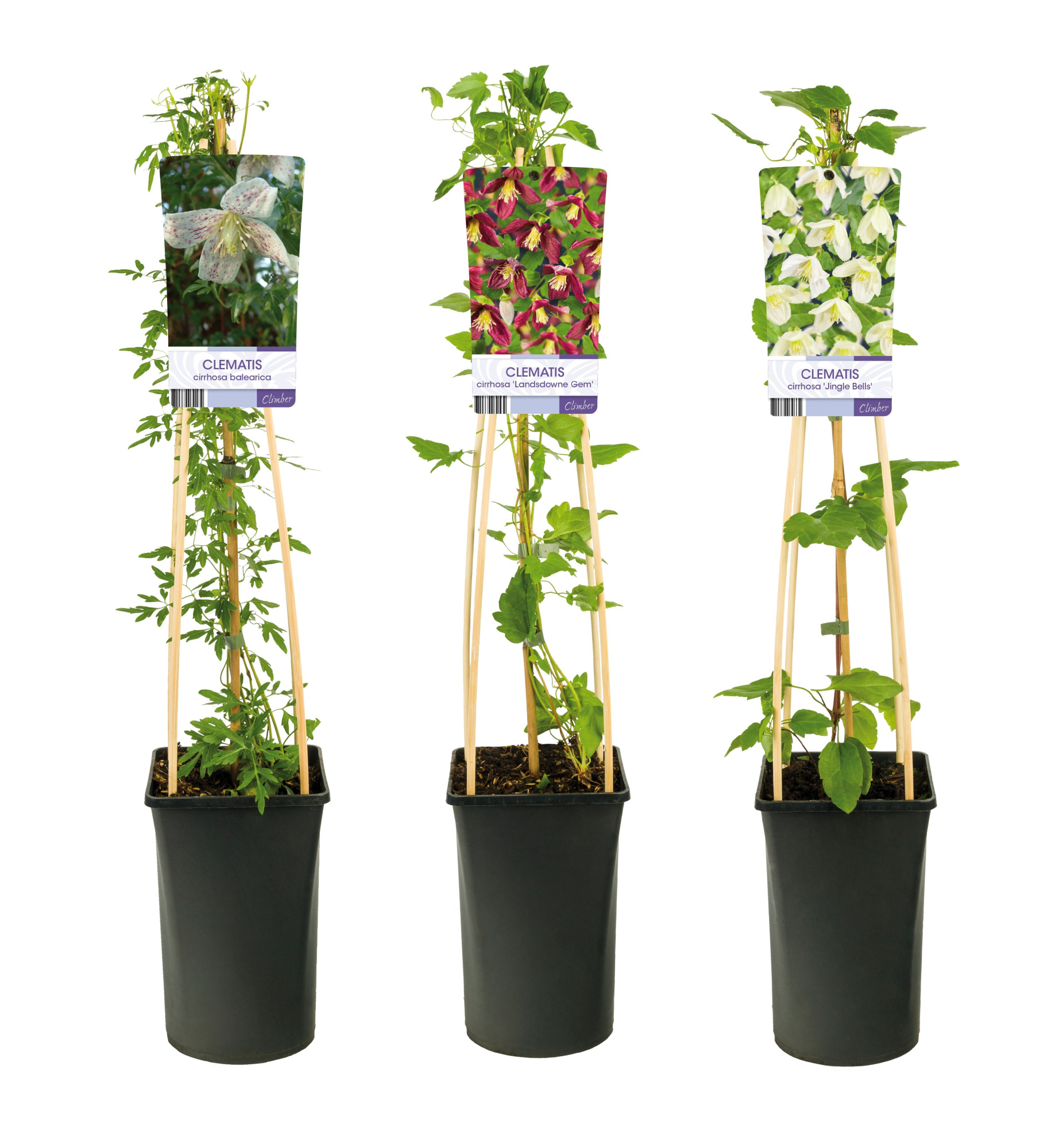 Mixtray Clematis Cirrhosa +light label, D 17