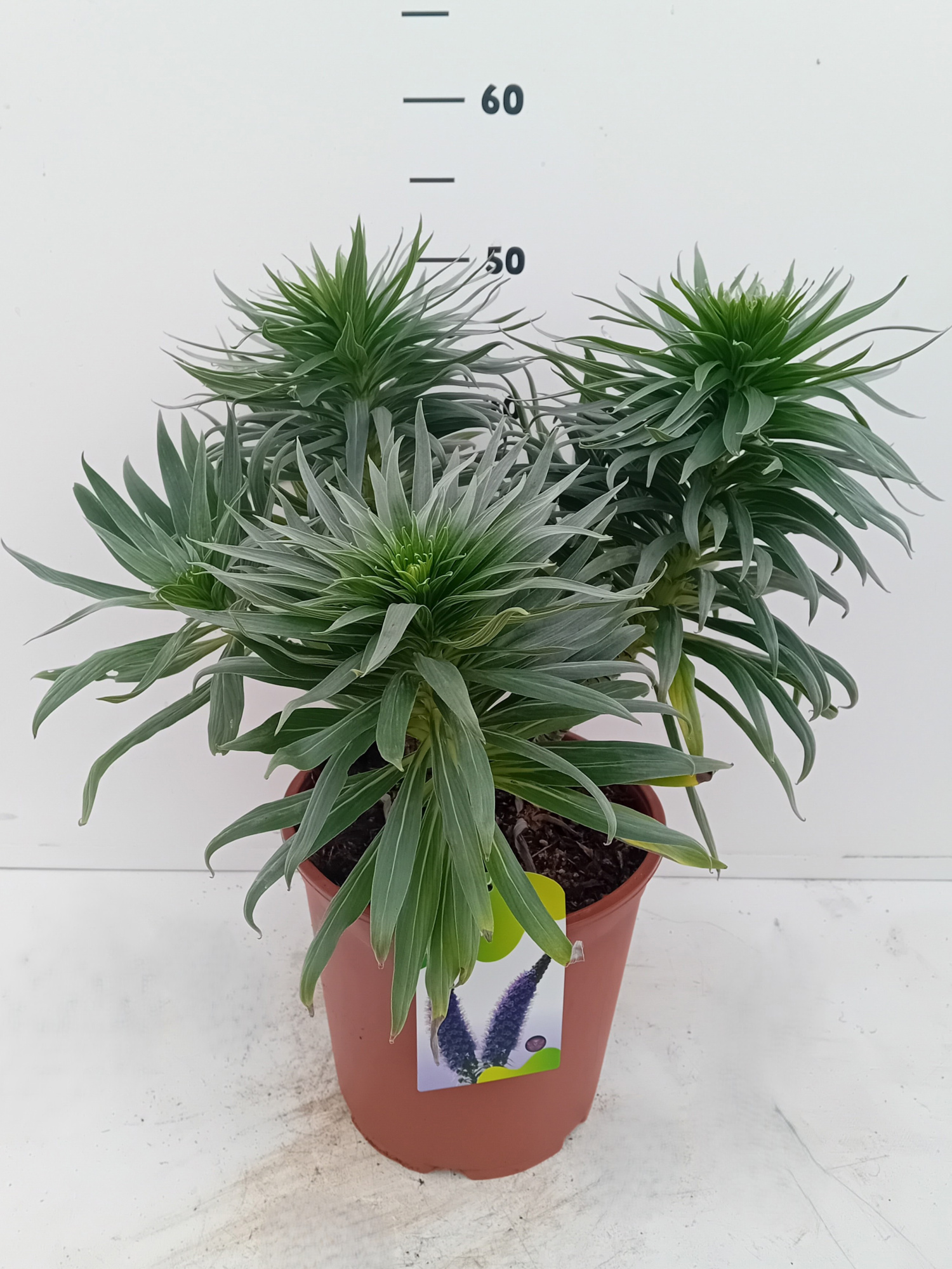 Echium webbii, D 24