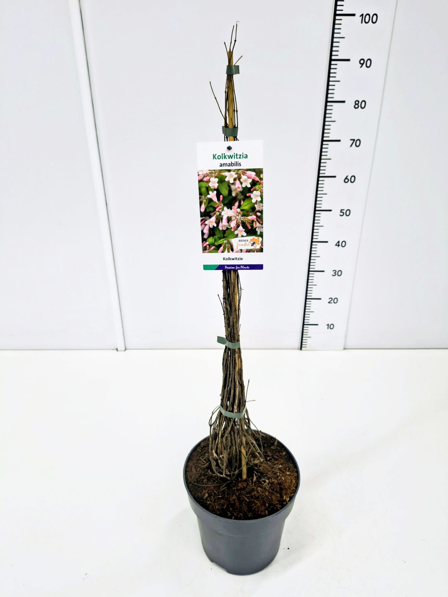 Kolkwitzia amabilis 60-80C5, D 23