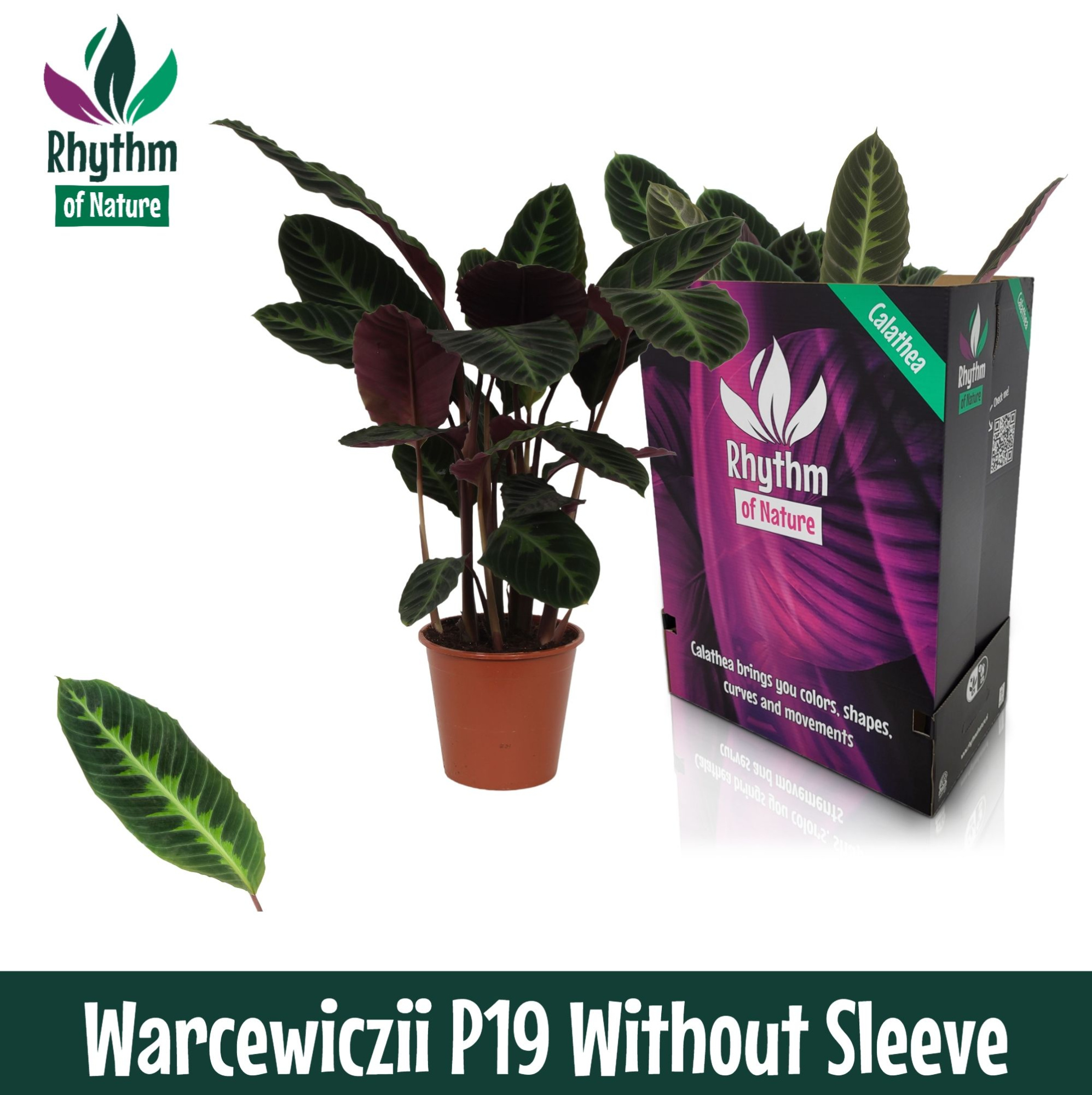 Calathea 19cm Warcewiczii - Rhythm of Nature zonder hoes, D 19