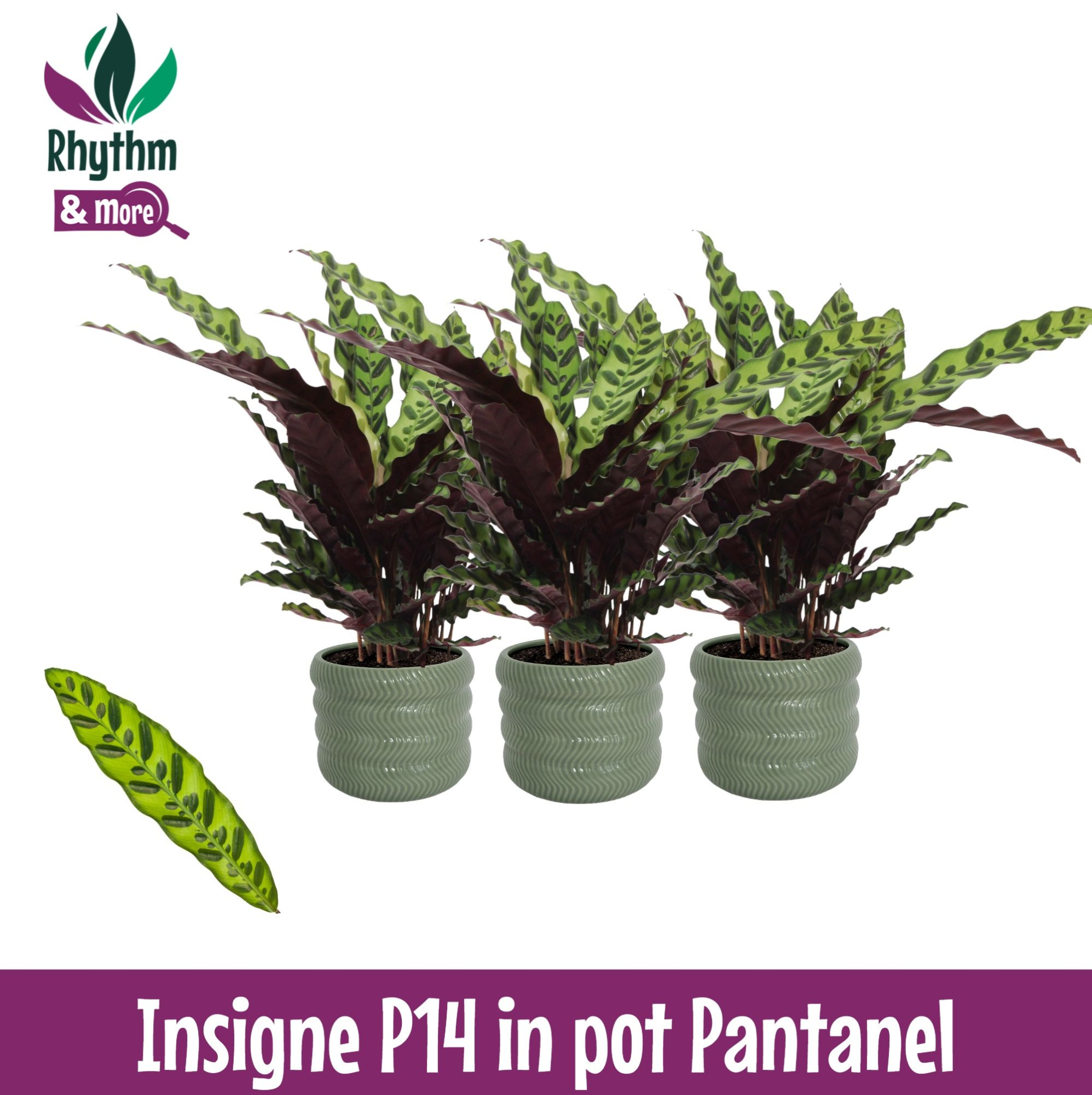Calathea 14cm Insigne in Pantanel Keramiek - Rhythm & More, D 14
