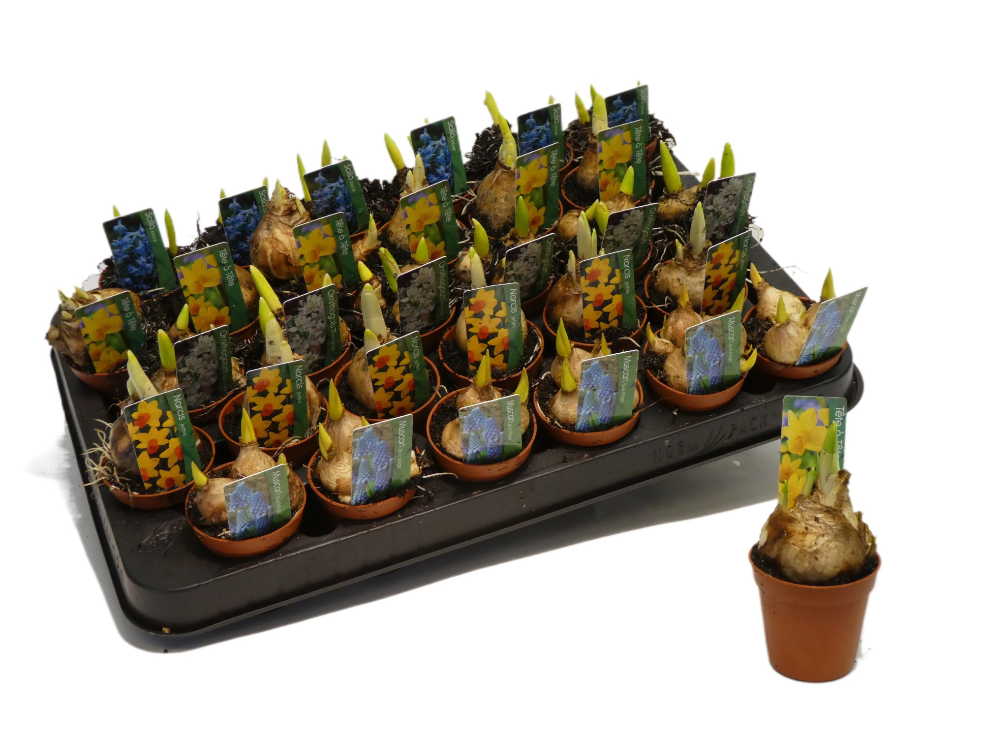 Bollenmix 5cm kan afwijken van foto, D 5