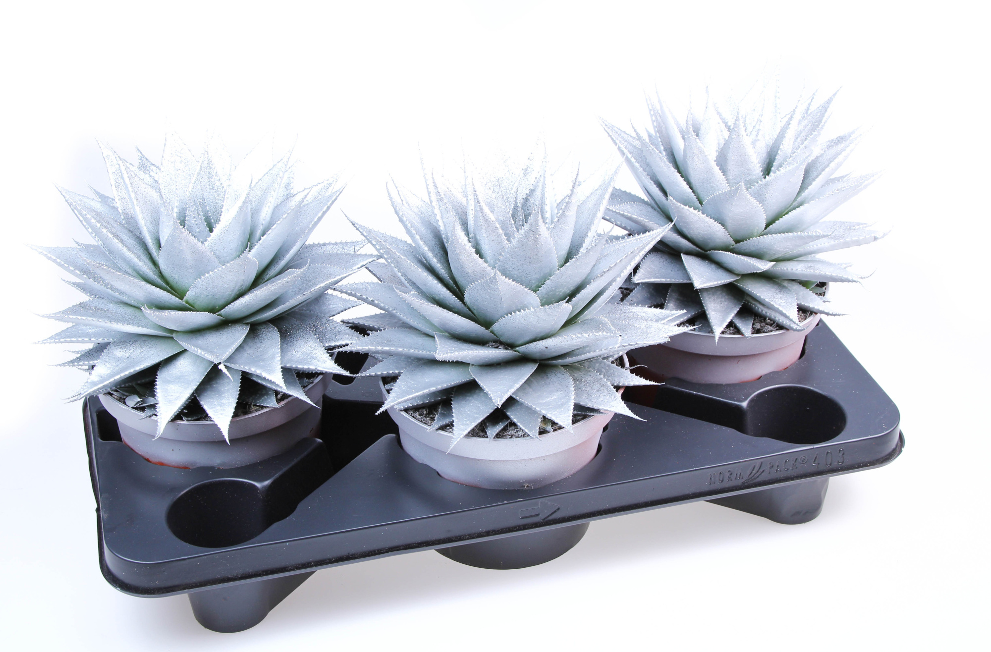 Aloe Silver + glitter, D 17