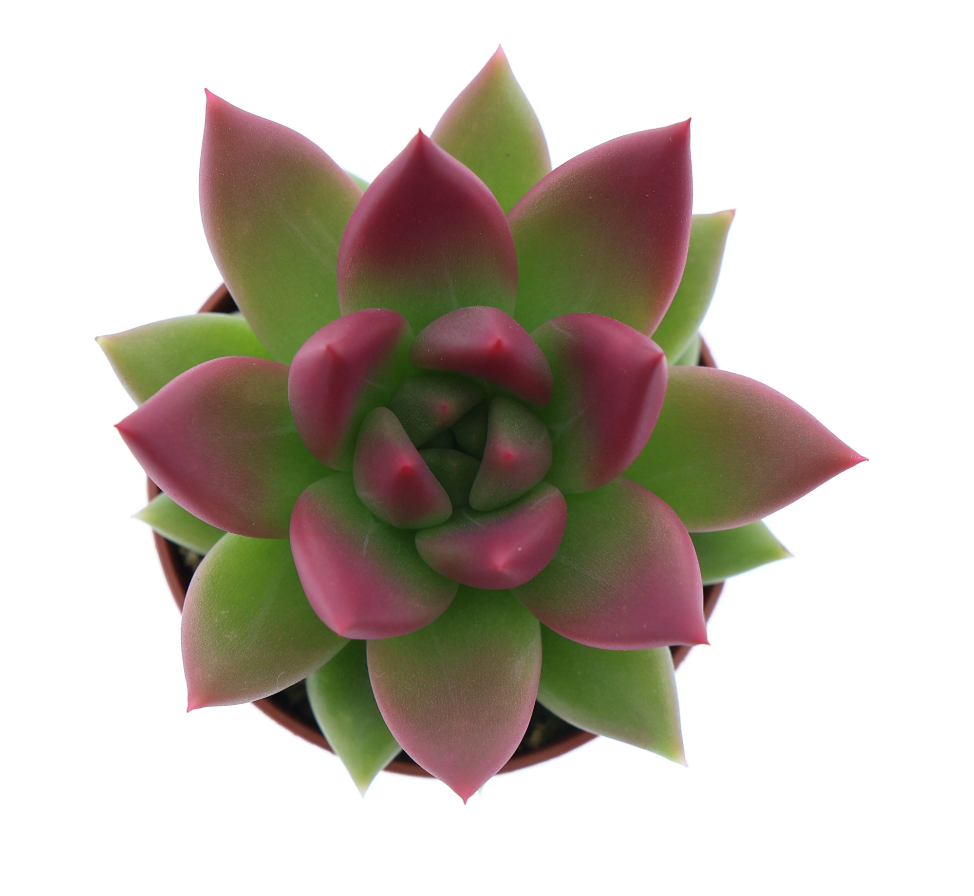 Miranda tips bordeaux red, D 5,5