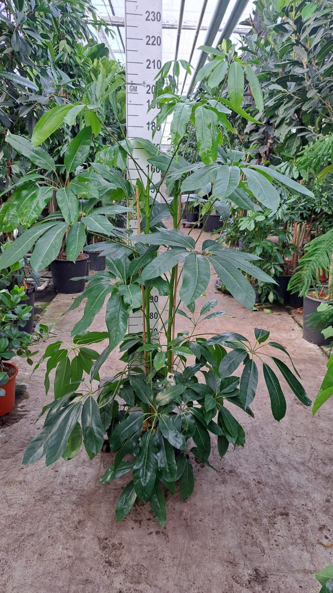 Schefflera Amate toef XL 210, D 30
