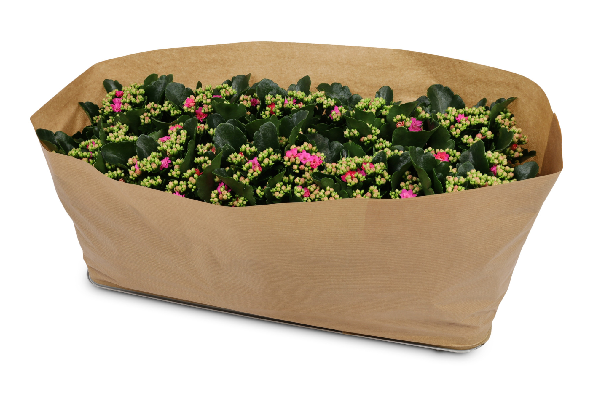 Kalanchoë Perfecta Purple Kraag papier, D 12