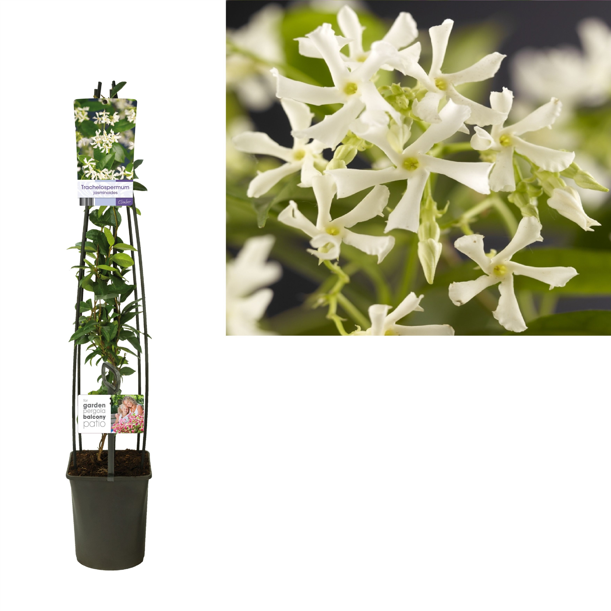 Trachelospermum jasminoides +light label, D 23