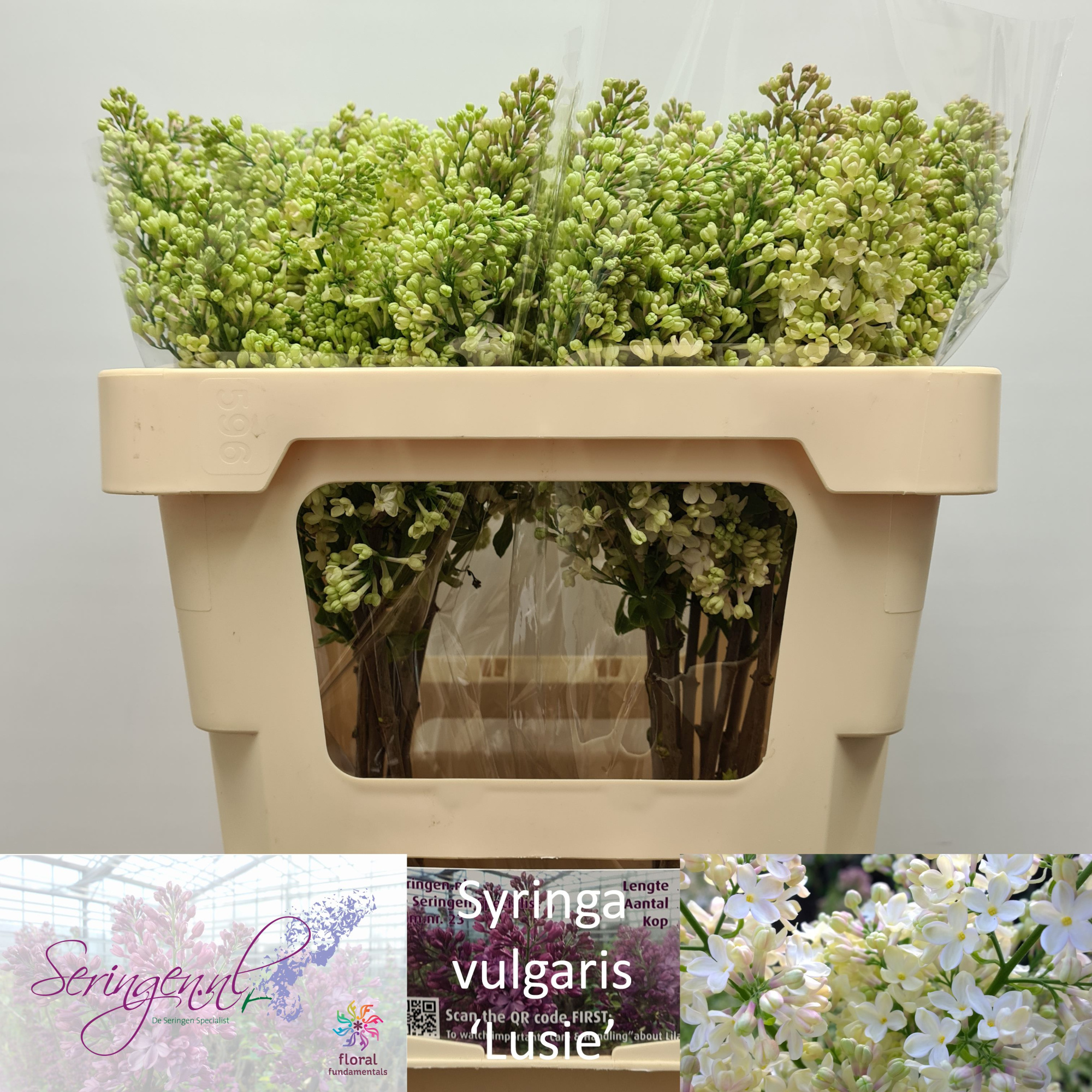 Сирень Примроуз 50 (крем.), шт.