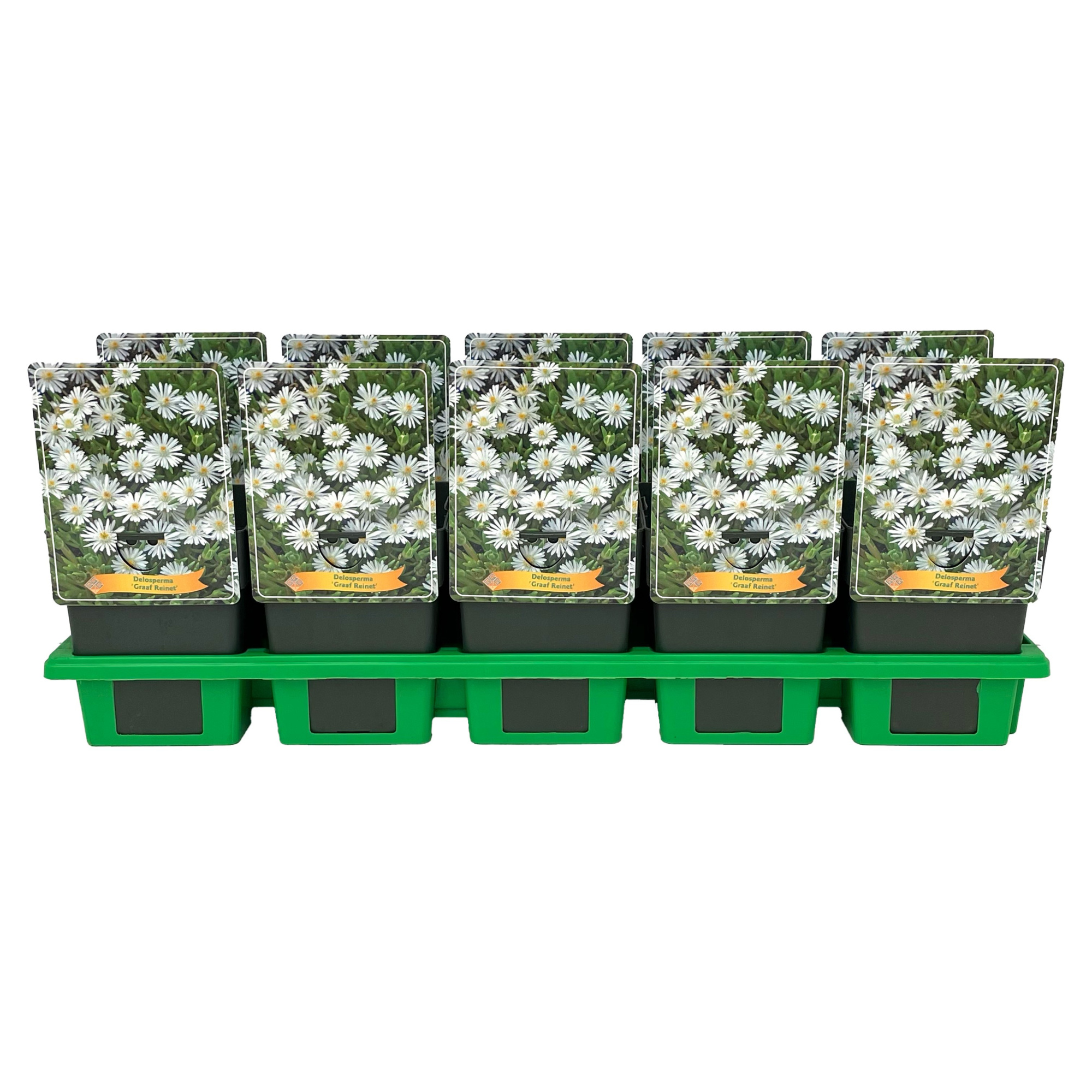 Delosperma 'Graaf Reinet' P11, D 11