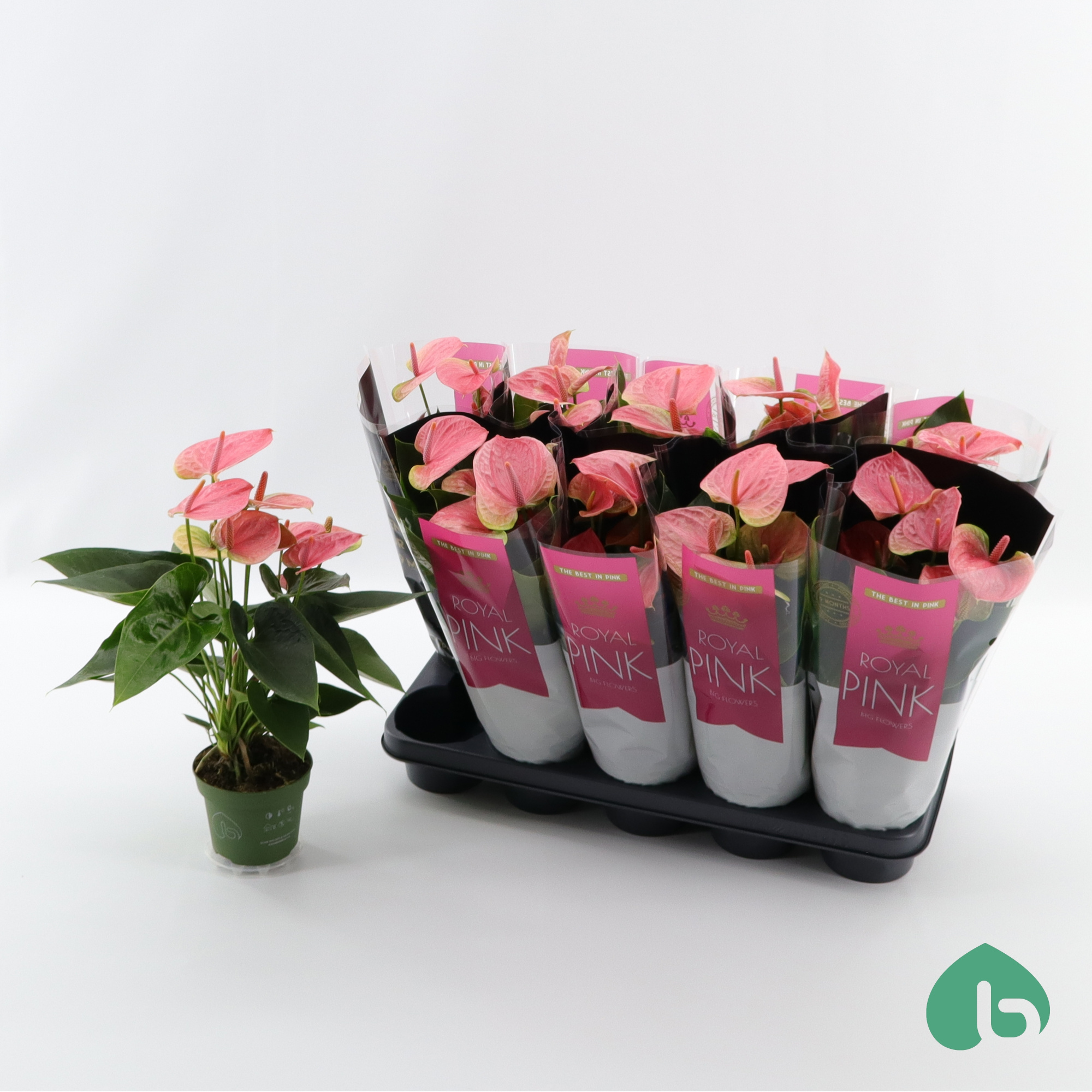 Anthurium Royal Pink ''Big Flowers'' Sweet Dream, D 12