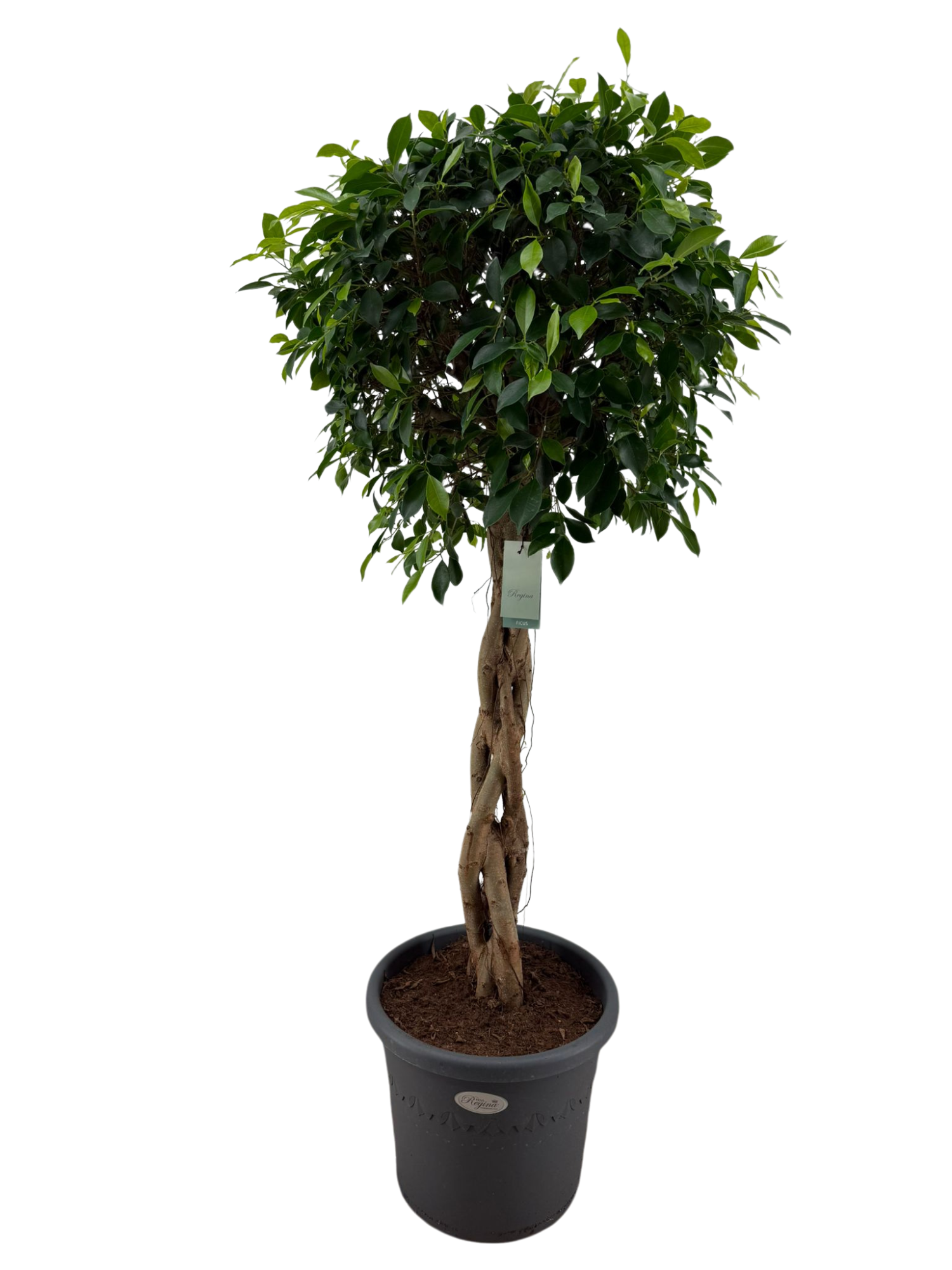 Ficus Nitida gevlochten stam p40, D 40