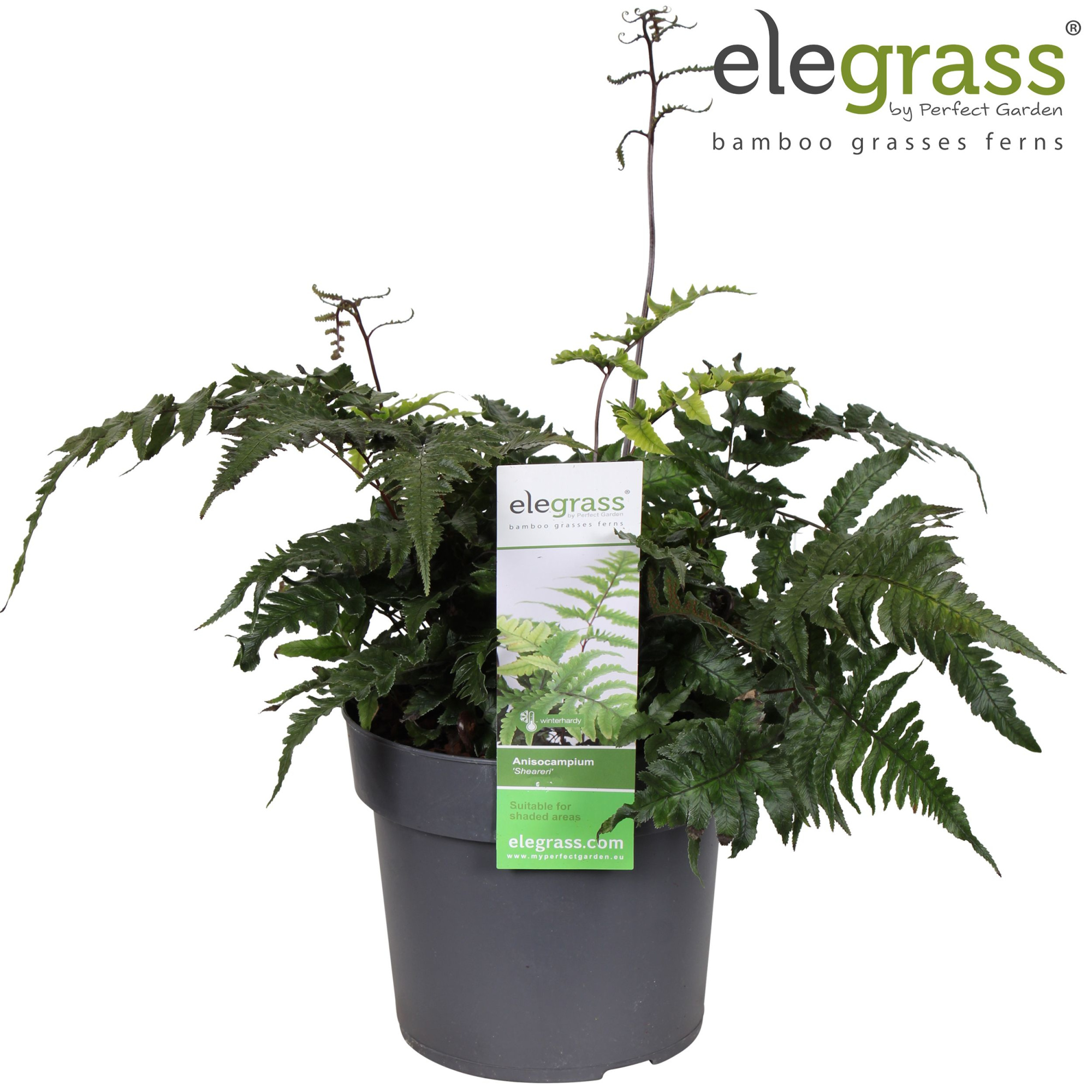 Anisocampium 'Sheareri' P19, D 19