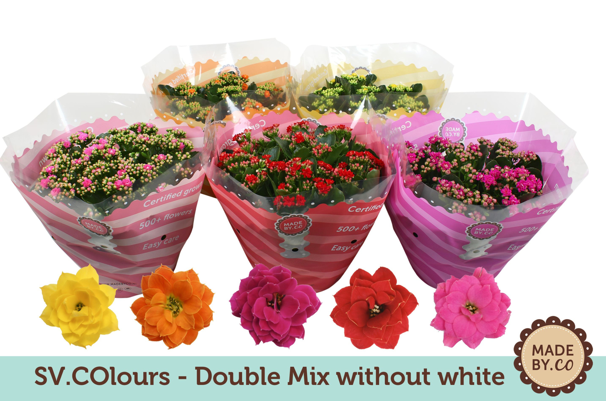 Kalanchoë Double Mix in SV.COloursleeve - without white, D 23