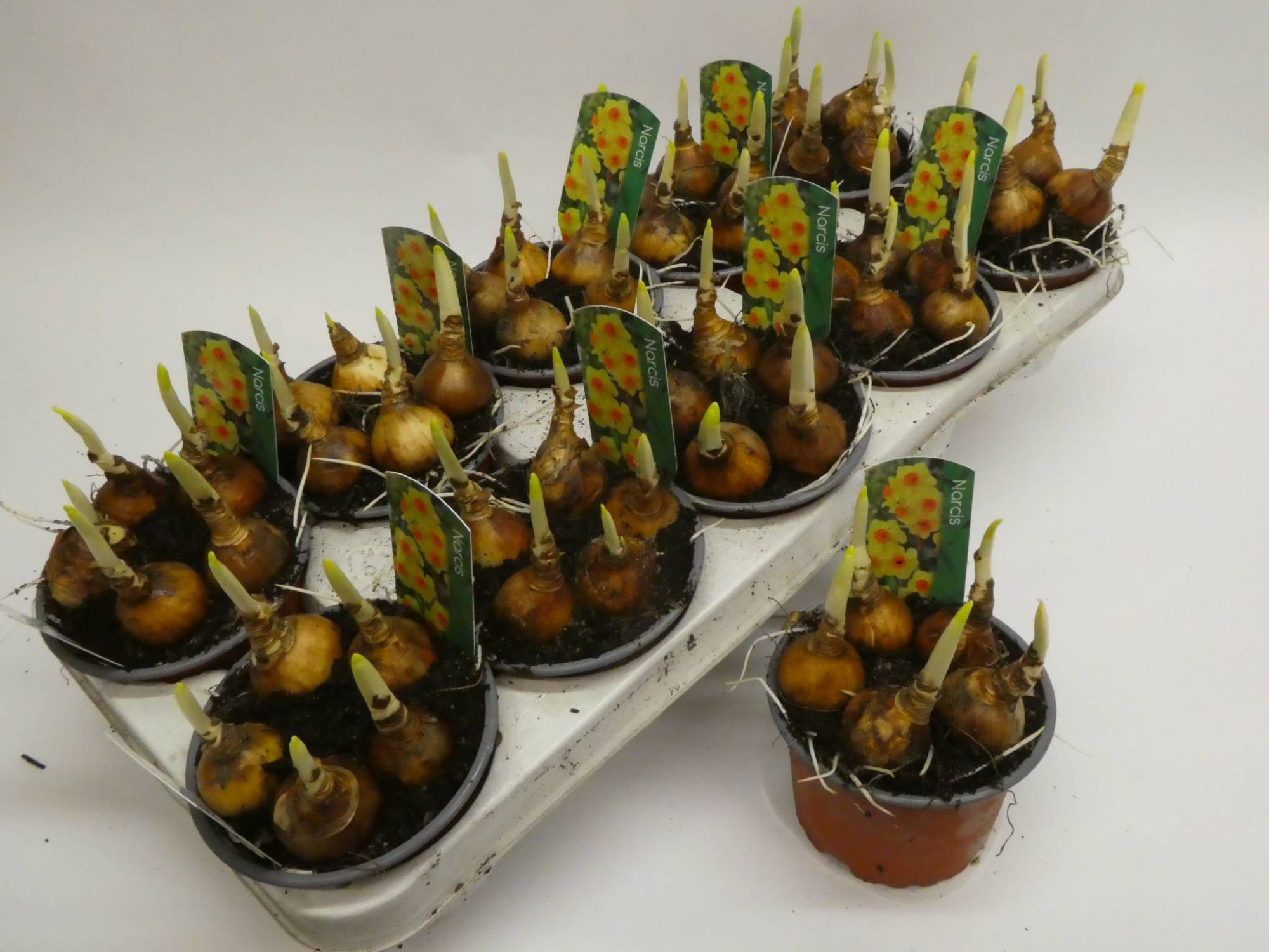 Bright day12cm, D 12