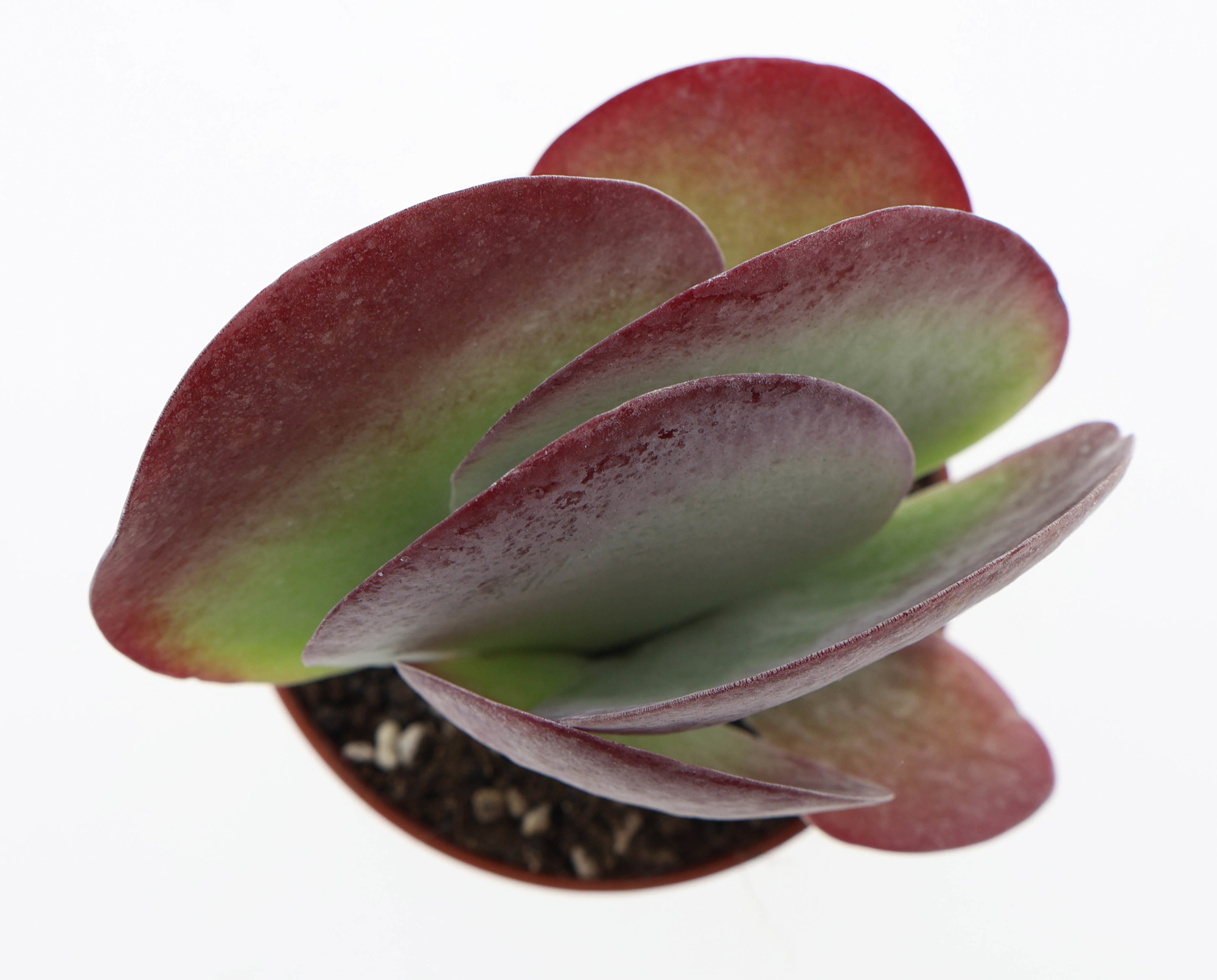 Kalanchoe Thyrsiflora Red lips, D 8,5