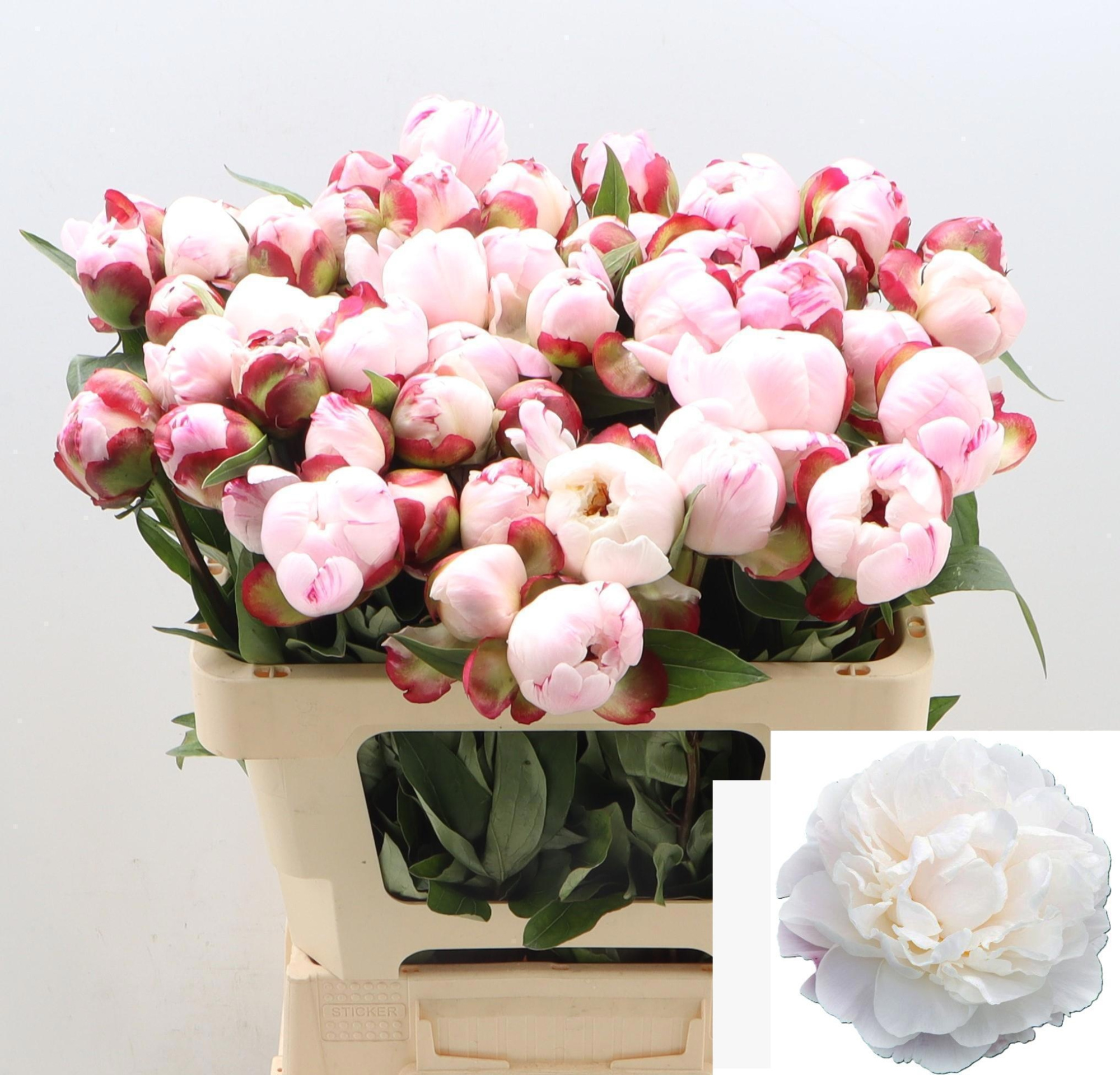 Пион Гардения 55 (светло-роз.), шт.