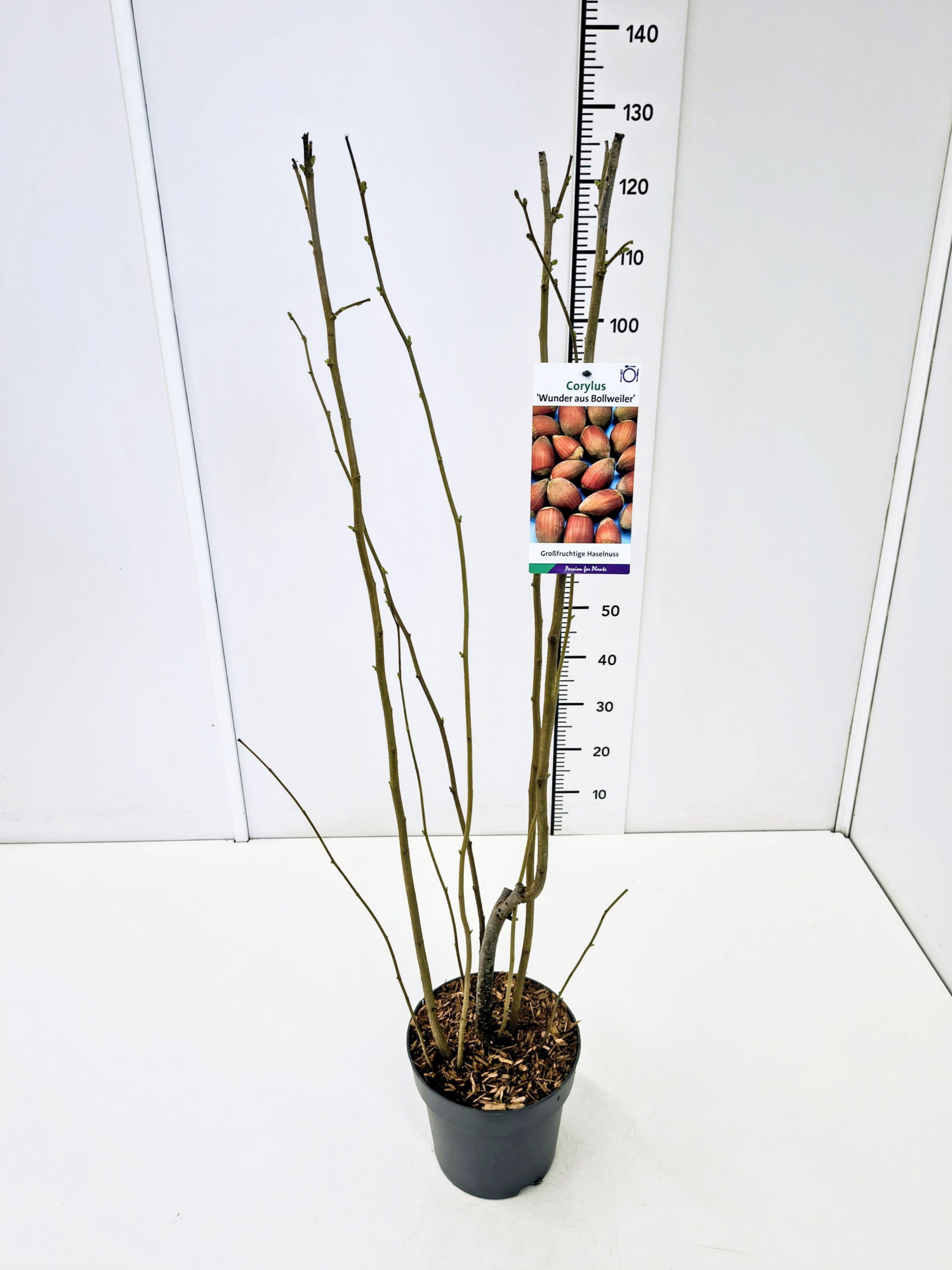 Corylus maxima 'Wunder aus Bollweiler' 80-100C5, D 23