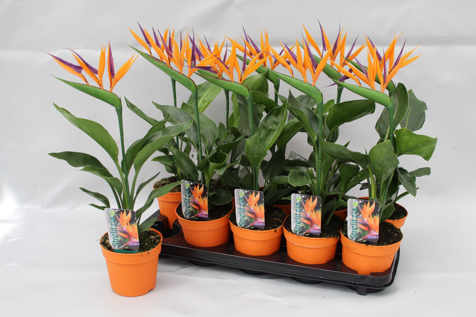 Strelitzia reginae p13 2pp (met 1 kunstbloem), D 13