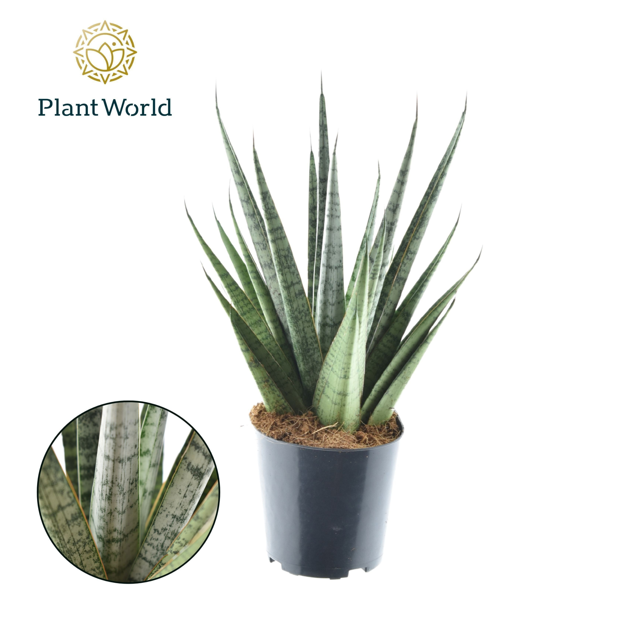 Sansevieria Sem, D 12