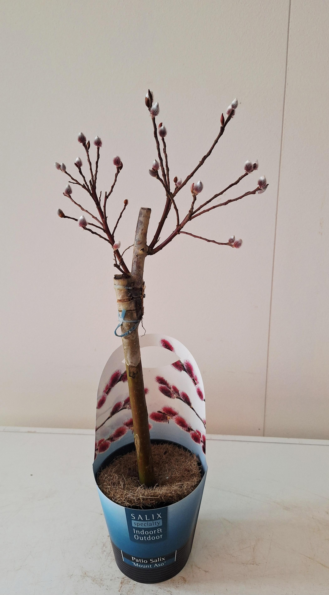 Salix Mount Aso stam 30 potcover, D 12