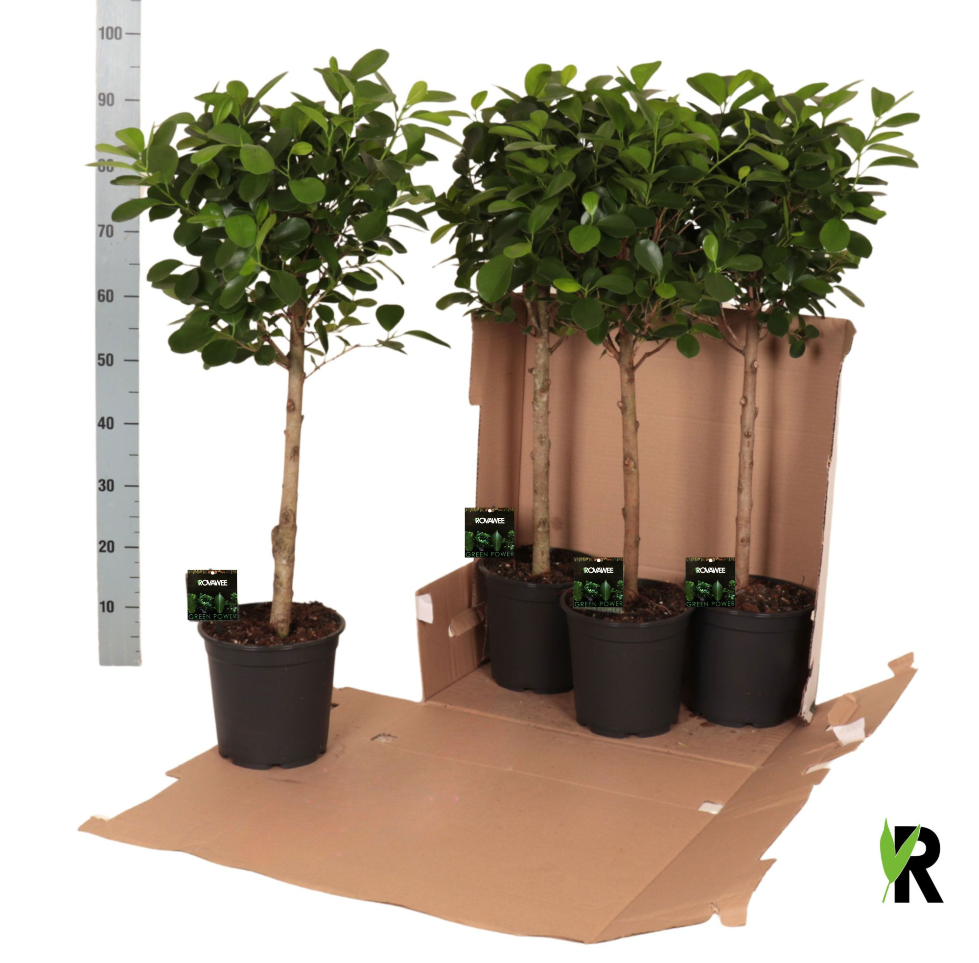 Ficus micr. Moclame bol op stam in fust 352, D 21