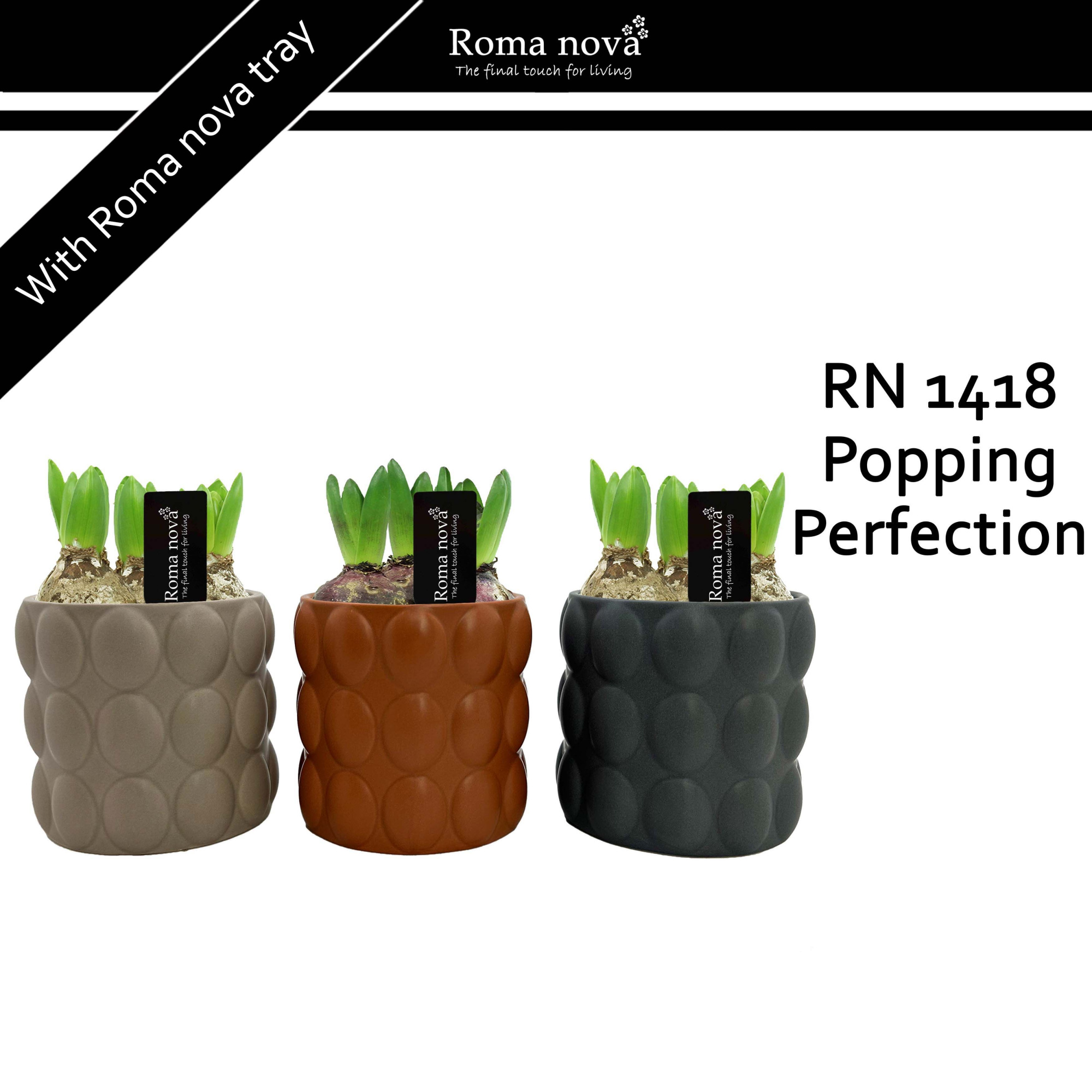 1418 - Popping Perfection (Hyacint), D 13