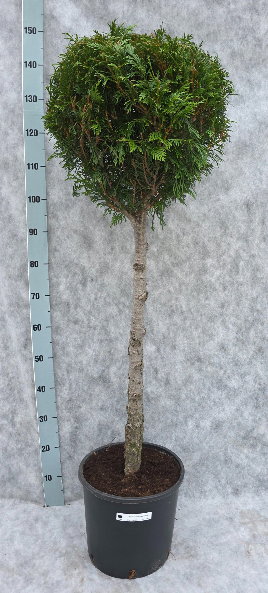 Thuja pl. Atrovirens 150, D 31