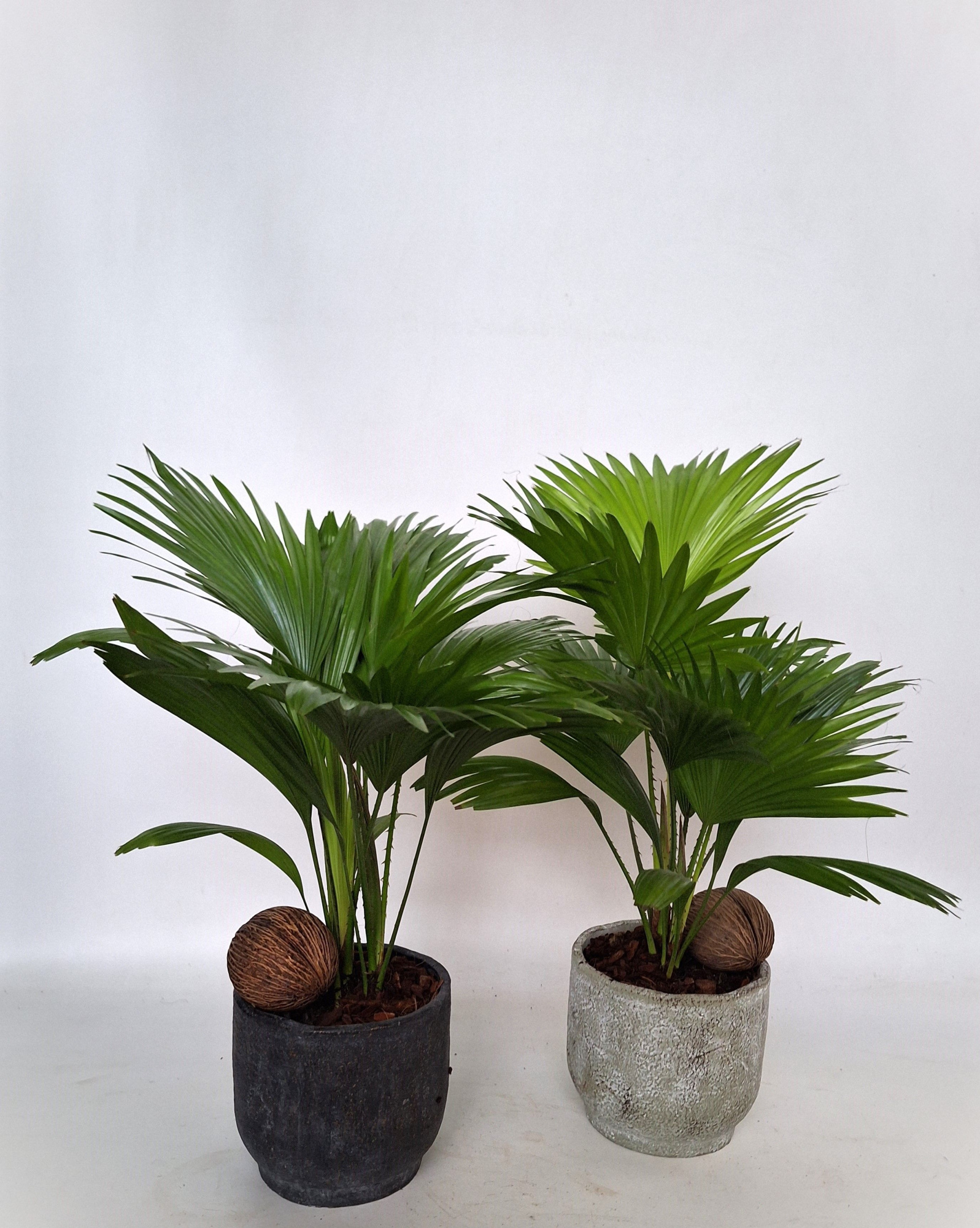 Livistona in Pot Fleur 2 kleurenmix D 16 mix, D 15