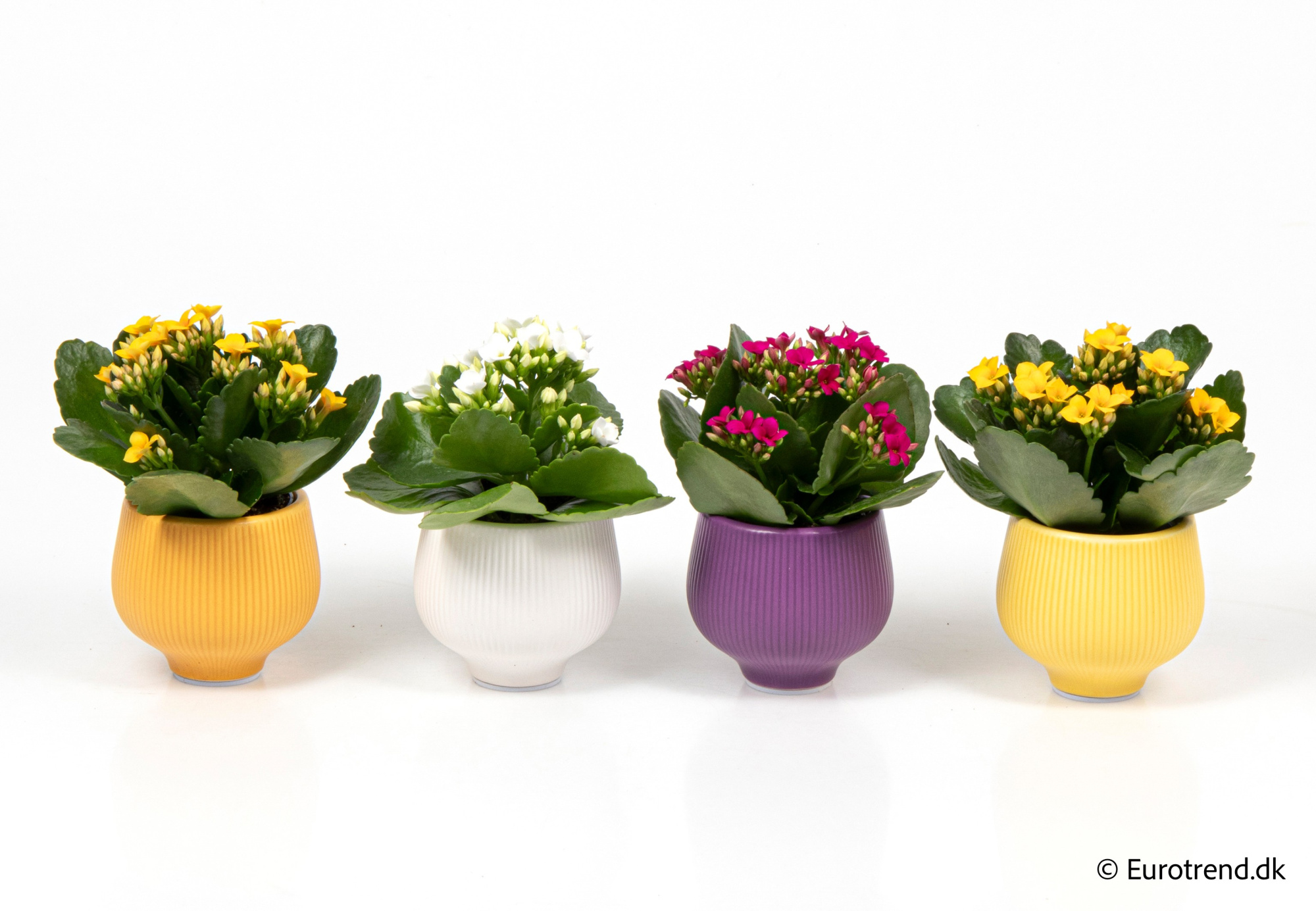 Kalanchoe in Easter ceramic 2026, D 6