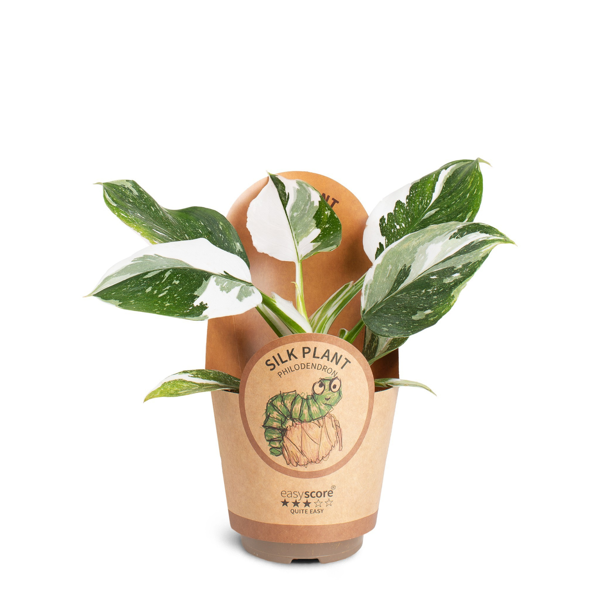 Philodendron ´White Wizard´, D 11