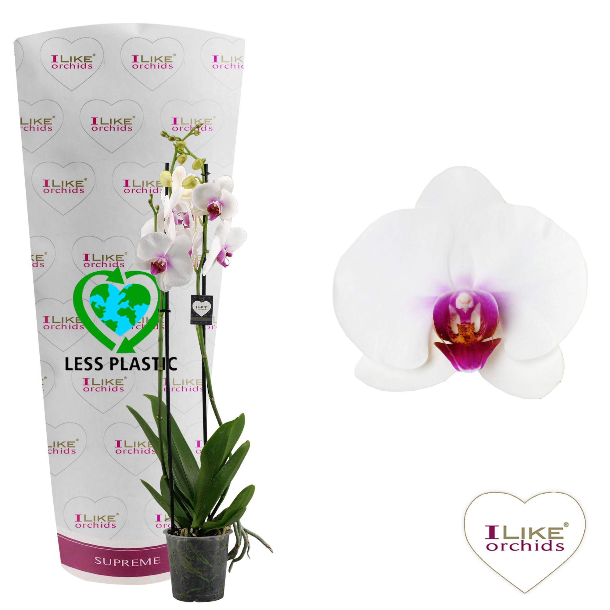 Phalaenopsis Scarlion - 2 tak 80cm (Less Plastic), D 12