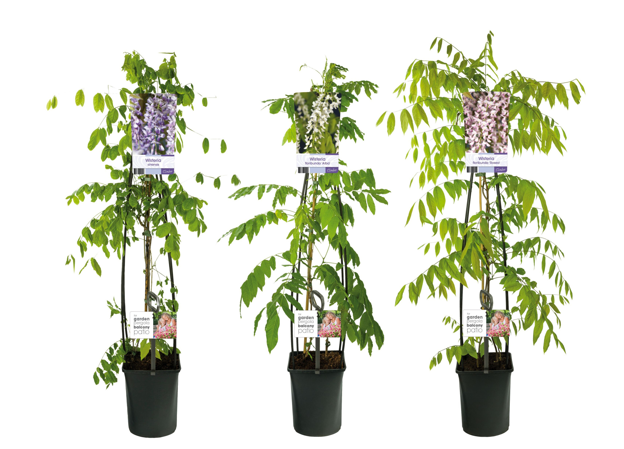 Mixtray Wisteria +light label, D 23