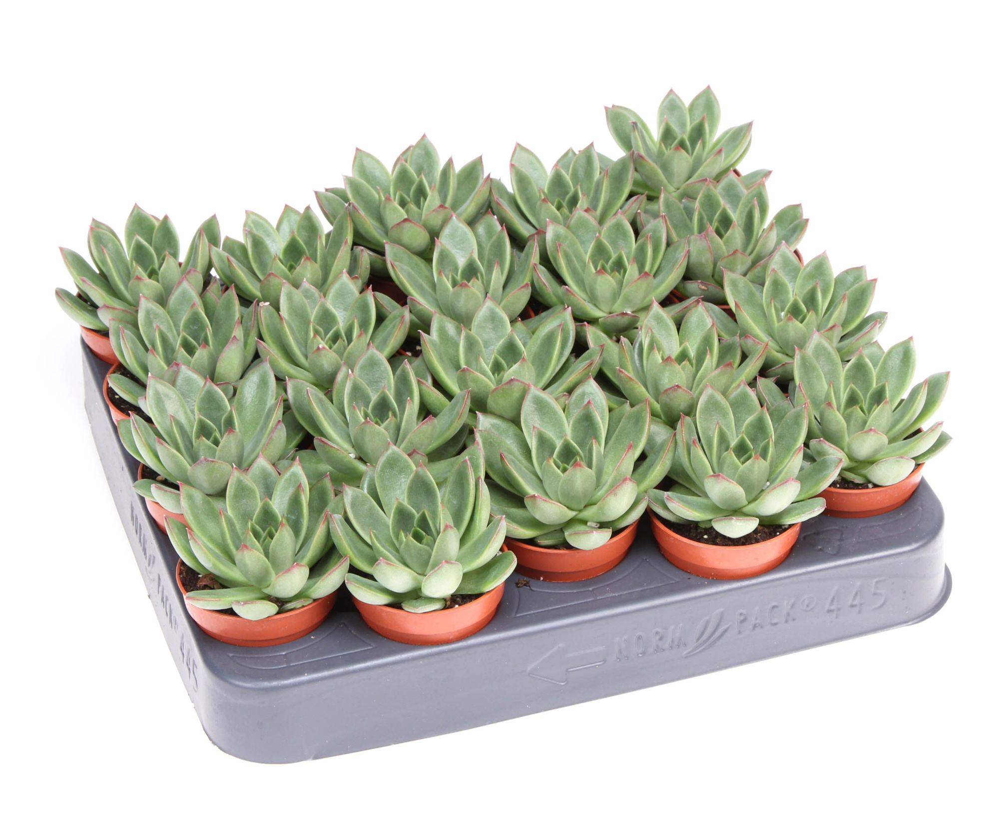 Echeveria costarii, D 5,5