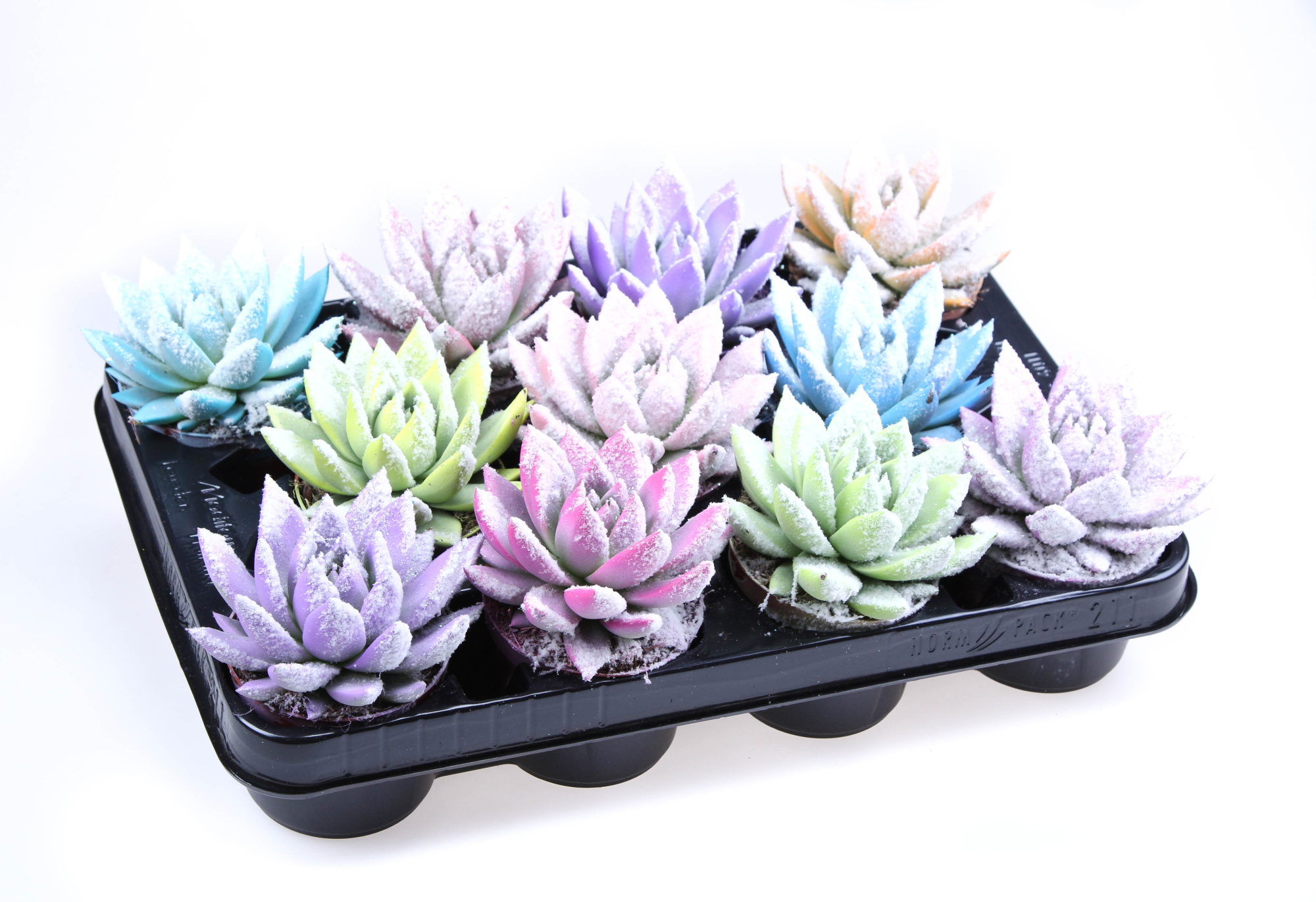 Rainbow Bio snow, D 8,5