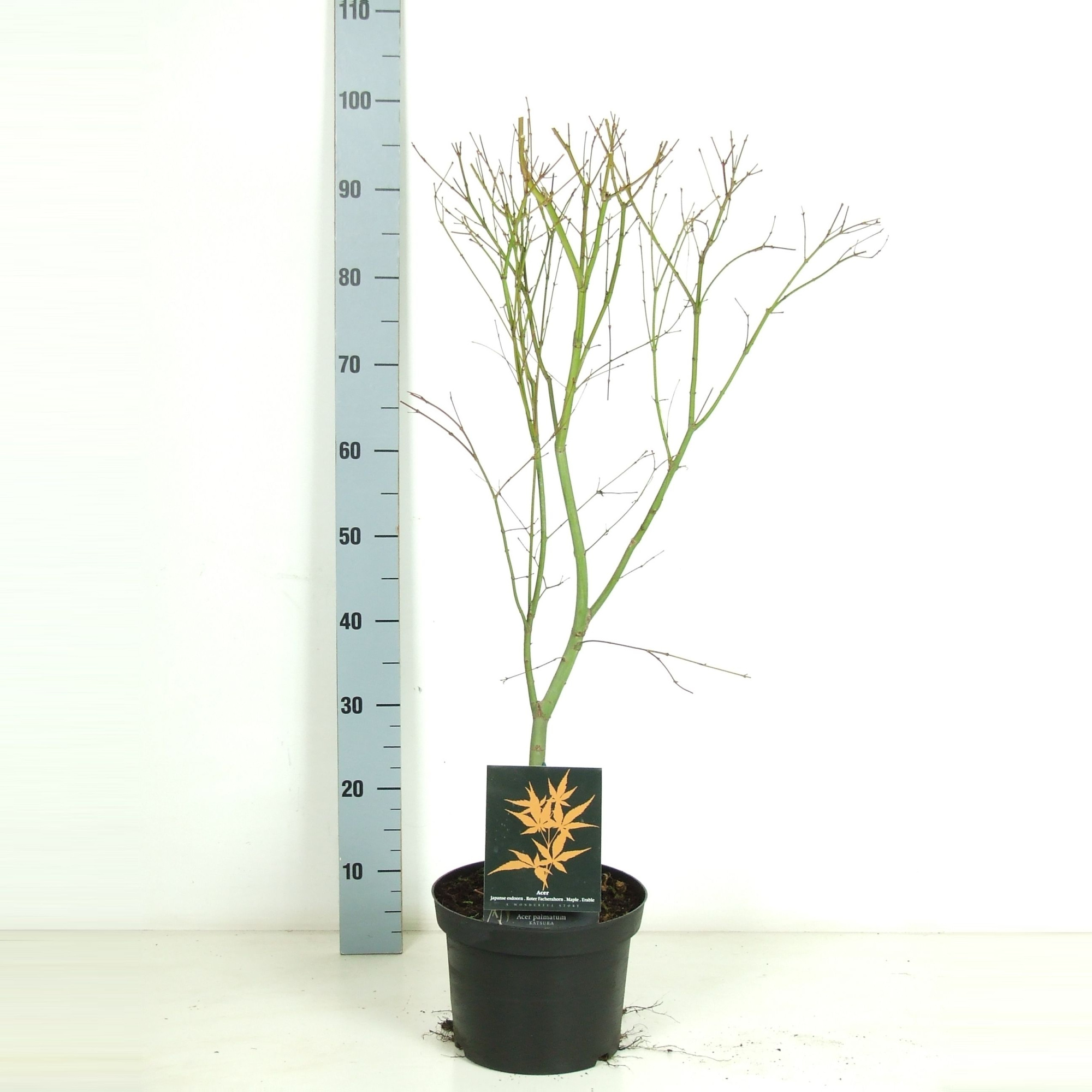 Acer palmatum 'Katsura' P23 Full CC, D 23