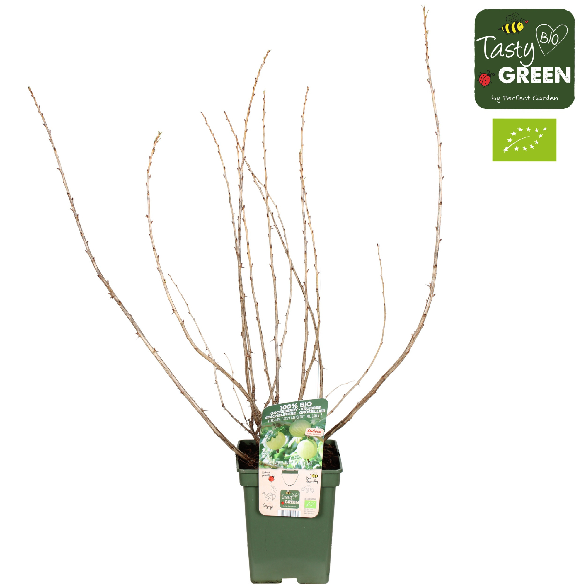 Ribes uva-crispa Easycrisp® 'Mr. Green'® Bio P23, D 23