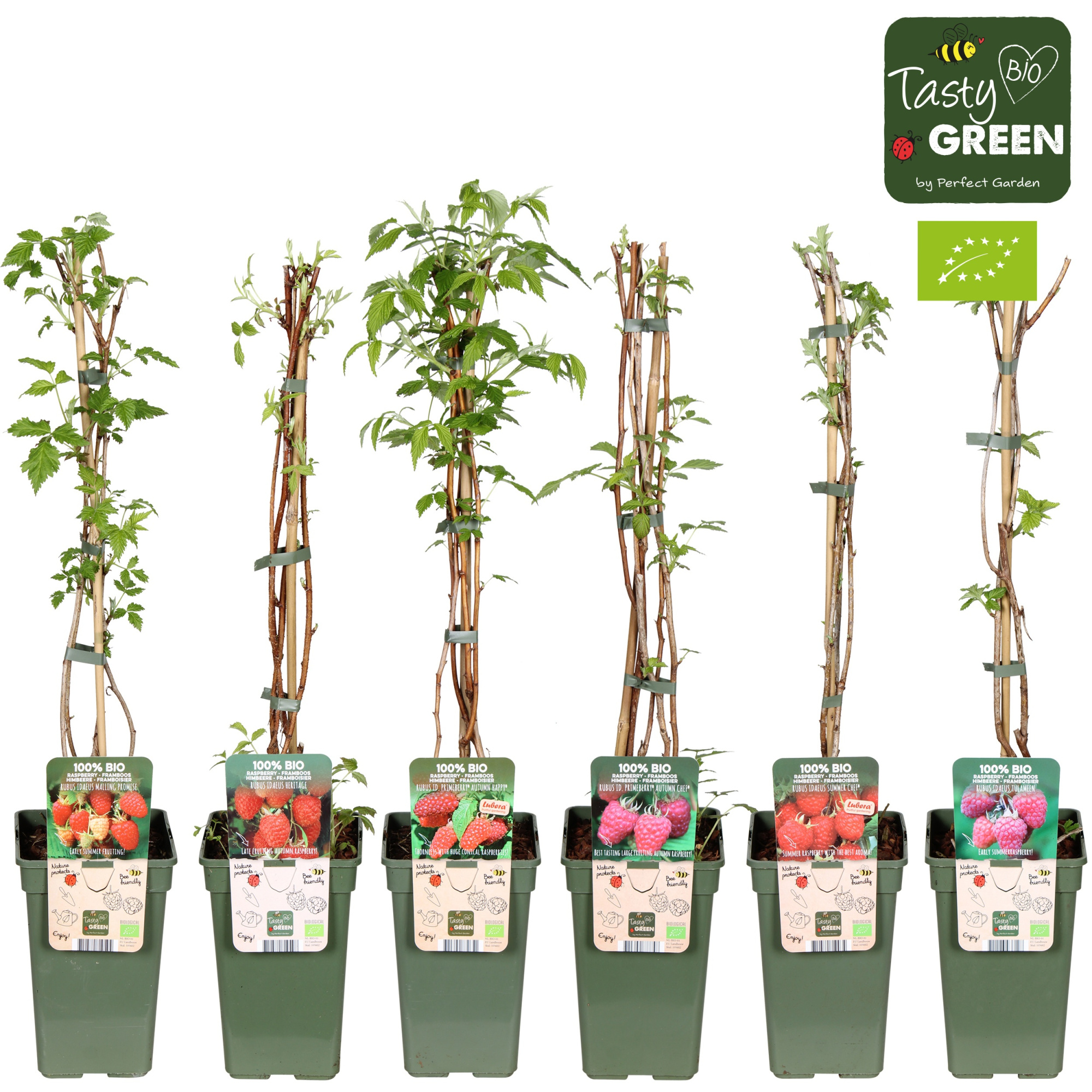 Rubus idaeus Framboos mix tray bio P19, D 19